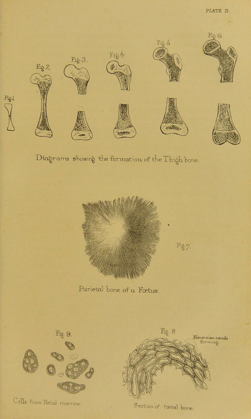 PLATE D. Parietn] tone of a Foetus.