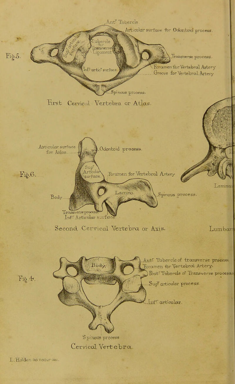 Ep.5. Ant^ Tubercle. . ArtictiW surface -fbr Odontoid process. oramenforVerbebrcil Artery Groove for YerbelDral Artery SpinouK proceee. Fir^b Cerviciil Verbebra or Atlas. Ayt\cu\ar surface for Mas Body ... .Odontoid proc ^^S^ .Ibrctmen fbr Vferbebral Artery .Spinous process. Inf ^ Articnalar surface Second Cervical Yertebra or Axis- Lumbar Spitious process Cervical VertelDra. Azit^ Txitercleof transverse proceffe'. foramen for Yertebroi Arlery. IbsfTxjberolc oF Tronsvei-se process. Sup? articular procesp. Lnfarticular.