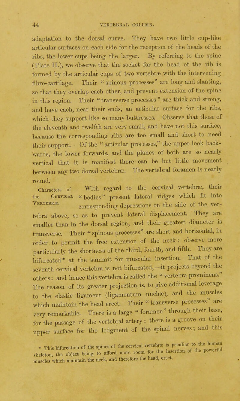 adaptation to the dorsal curve. They have two little cup-like articular surfaces on each side for the reception of the heads of the ribs, the lower cups being the larger. By referring to the spine (Plate II.), we observe that the socket for the head of the rib is formed by the articular cups of two vertebrae with the intervening fibro-cartilage. Their  spinous processes are long and slanting, so that they overlap each other, and prevent extension of the spine in this region. Their  transverse processes  are thick and strong, and have each, near their ends, an articular surface for the ribs, which they support like so many buttresses. Observe that those of the eleventh and twelfth are very small, and have not this surface, because the corresponding ribs are too small and short to need their support. Of the  articular processes, the upper look back- wards, the lower forwards, and the planes of both are so nearly vertical that it is manifest there can be but little movement between any two dorsal vertebra. The vertebral foramen is nearly roimd. Characters of With regard to the cervical vertebra3, their the Ckevical bodies present lateral ridges which fit into Vertebra. corresponding depressions on the side of the ver- tebra above, so as to prevent lateral displacement. They are smaller than in the dorsal region, and their greatest diameter is transverse. Their  spinous processes are short and horizontal, m order to permit the free extension of the neck: observe more particularly the shortness of the third, fourth, and fifth. They are bifurcated* at the summit for muscular insertion. That of the seventh cervical vertebra is not bifurcated,—it projects beyond the others: and hence this vertebra is called the  vertebra prominens. The reason of its greater projection is, to give additional leverage to the elastic ligament (Hgamentum nuchae), and the muscles which maintain the head erect. Their  transverse processes are very remarkable. There is a large  foramen through their base, for the passage of the vertebral artery: there is a groove on their upper surface for the lodgment of the spinal nerves; and this . This bifurcation of the spines of the cervical vertebra, is peculiar to the hunian skeJon the object being to afford n,ore room for the insertion of the powerful muscles which maintain the neck, and therefore the head, erect.