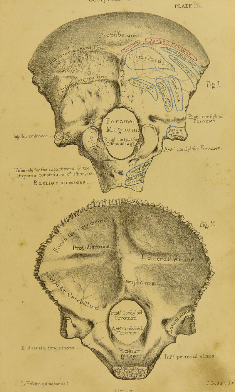 PLATE nr . vf3 'T Jugular eminence Tubercle for the odtacViTnent 3-crpenor cotistrLotor of Pbary BasilcLT precess H-minentia innominata I-, Holdlcri ad natui- del'- T. God art