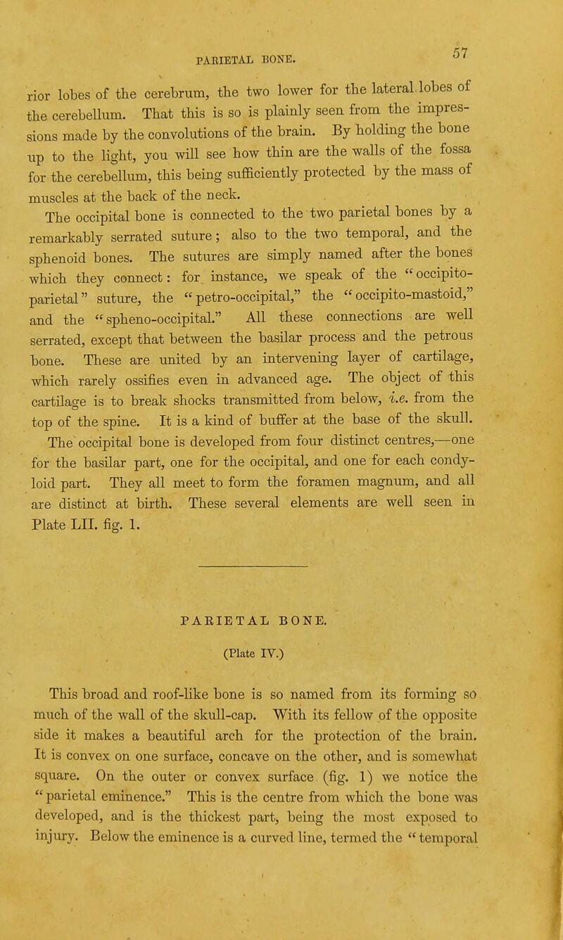 rior lobes of the cerebrum, the two lower for the lateral, lobes of the cerebellum. That this is so is plainly seen from the impres- sions made by the convolutions of the brain. By holding the bone np to the light, you will see how thin are the walls of the fossa for the cerebellum, this being sufficiently protected by the mass of muscles at the back of the neck. The occipital bone is connected to the two parietal bones by a remarkably serrated suture; also to the two temporal, and the sphenoid bones. The sutures are simply named after the bones which they connect: for, instance, we speak of the  occipito- parietal suture, the  petro-occipital, the  occipito-mastoid, and the  spheno-occipital. All these connections are well serrated, except that between the basilar process and the petrous bone. These are miited by an intervening layer of cartilage, which rarely ossifies even in advanced age. The object of this cartilage is to break shocks transmitted from below, i.e. from the top of the spine. It is a kind of buffer at the base of the skull. The occipital bone is developed from four distinct centres,—one for the basilar part, one for the occipital, and one for each condy- loid part. They all meet to form the foramen magnum, and all are distinct at birth. These several elements are well seen in Plate LII. fig. 1. PAEIETAL BONE. (Plate IV.) This broad and roof-like bone is so named from its forming so much of the wall of the skull-cap. With its fellow of the opposite side it makes a beautiful arch for the protection of the brain. It is convex on one surface, concave on the other, and is somewliat square. On the outer or convex surface (fig. 1) we notice the  parietal eminence. This is the centre from which the bone was developed, and is the thickest part, being the most exposed to injury. Below the eminence is a curved line, termed the  temporal