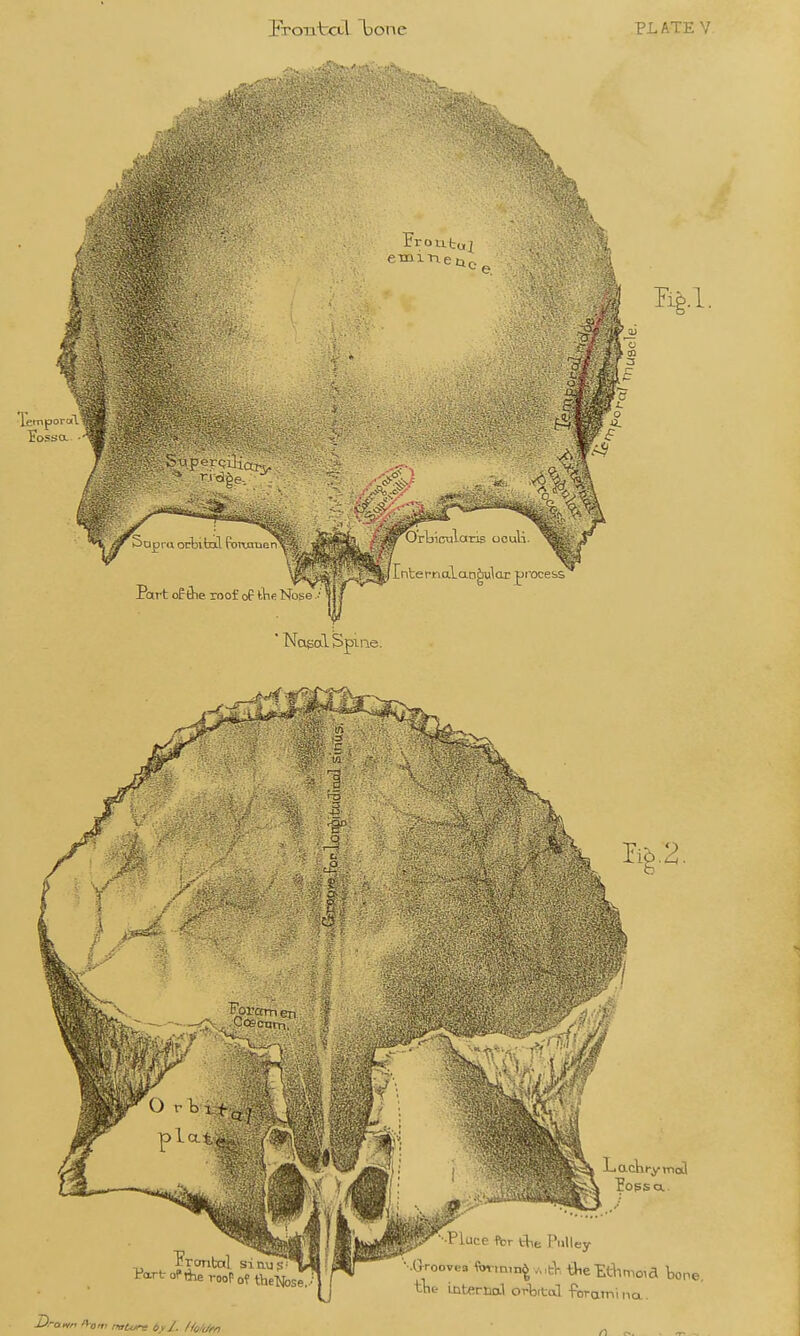 Xftiporal' %1. ' Nosol Spiiie. Fart oPiiie roof of tbc-Nc LacKfymoil Pops a.. Pluce flor ttie Pulley Grooves forming ,-,,tV ijie Ethmoid bone tlie mternal orbital foraini no.. Dra<in n-oTi mtore by/, /lo/t/fn