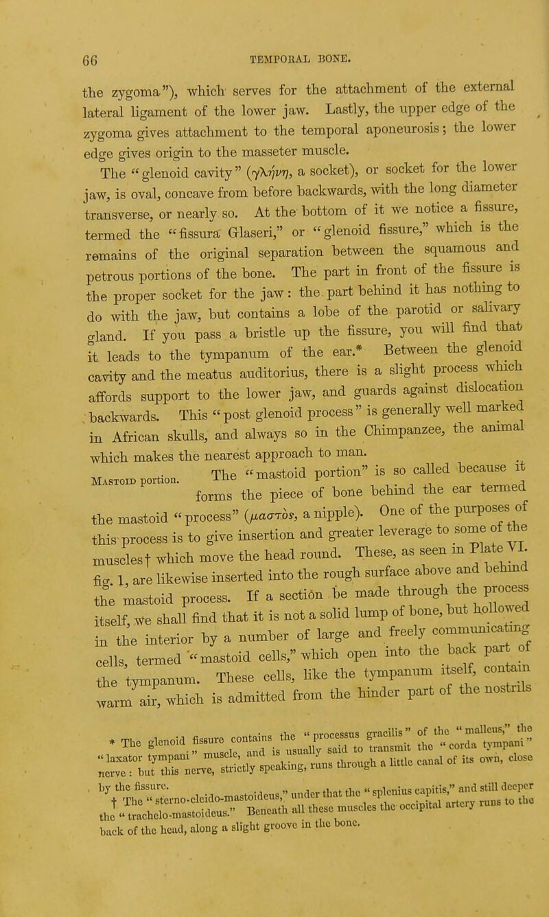 the zygoma), whicli serves for the attachment of the external lateral ligament of the lower jaw. Lastly, the upper edge of the zygoma gives attachment to the temporal aponeurosis; the lower edge gives origin to the masseter muscle. The glenoid cavity {^\-nvrj, a socket), or socket for the lower jaw, is oval, concave from before backwards, with the long diameter transverse, or nearly so. At the bottom of it we notice a fissure, termed the fissura Glaseri, or glenoid fissure, which is the remains of the original separation between the squamous and petrous portions of the bone. The part in front of the fissure is the proper socket for the jaw: the part behind it has nothing to do with the jaw, but contains a lobe of the parotid or saUvary crland. If you pass a bristle up the fissure, you will find that it leads to the tympanum of the ear.* Between the glenoid cavity and the meatus auditorius, there is a slight process which affords support to the lower jaw, and guards against dislocation backwards. This  post glenoid process  is generally weU marked in African skulls, and always so in the Chimpanzee, the ammai which makes the nearest approach to man. portion. The  mastoid portion is so called because forms the piece of bone behind the ear termed the mastoid  process (^uo-ro,, a nipple). One of the purposes of this process is to give insertion and greater leverage to some of the musolest which move the head round. These, as seen m Plate VI. fiK 1, are Ukewise inserted into the rough surface above and behmd the mastoid process. It a secti6n be made through the process itself, we shall find that it is not a solid lump of bone, but hoUowed in the interior by a number of large and freely con—mg cells, termed-mastoid cells, which open into the back of the tympanum. These cells, like the tympanum .WM contem ZrI2, which is admitted from the hinder part of the nostrrls tho irachdo-mastokW Bcnmh .11 to. muscte ll>« occ.p.uJ artcrj run bock of tho taad, alo«s • S™ ^^