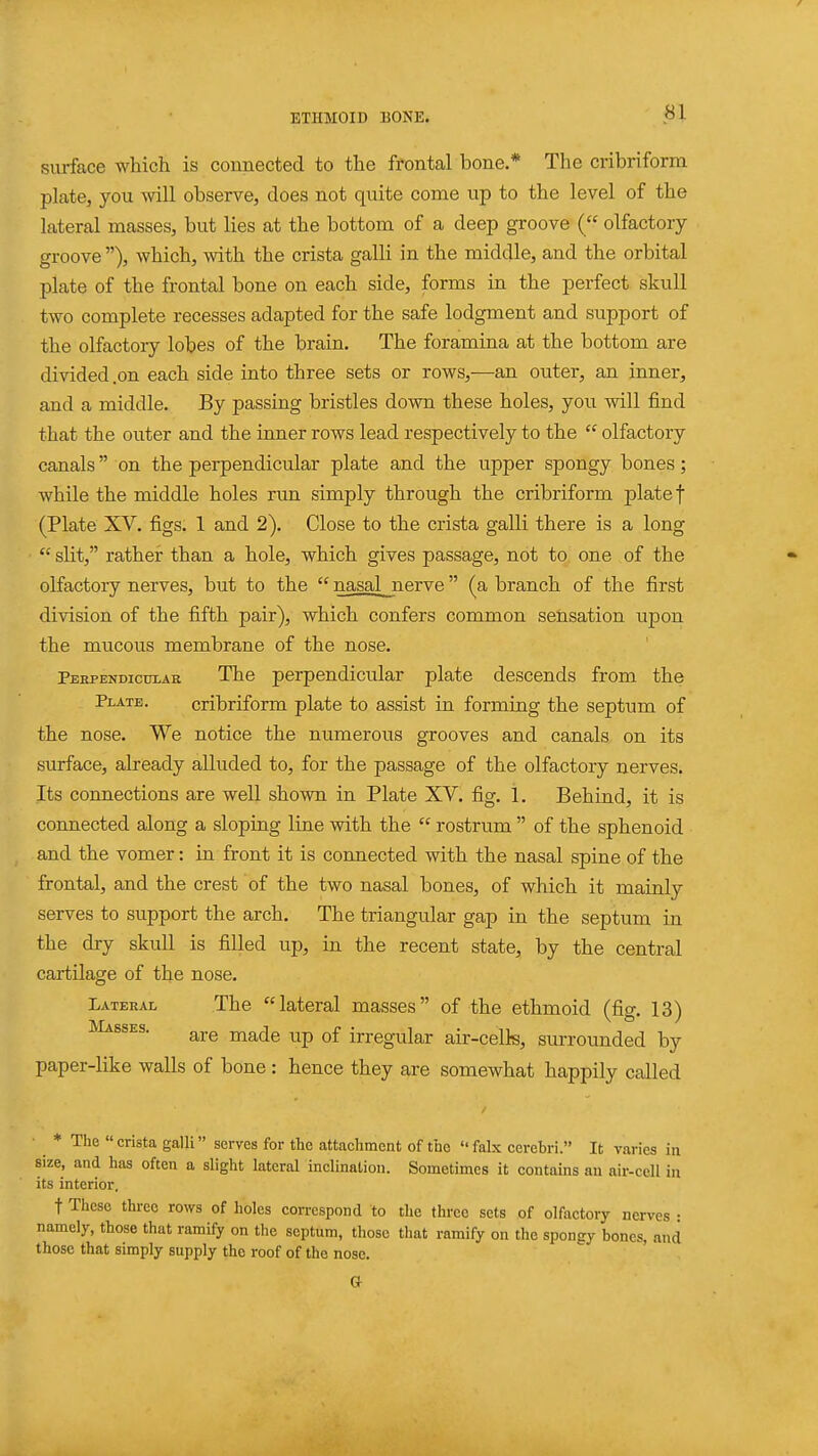 surface which is connected to the frontal bone.* The cribriform plate, you will observe, does not quite come up to the level of the lateral masses, but lies at the bottom of a deep groove ( olfactory- groove ), which, with the crista galli in the middle, and the orbital plate of the frontal bone on each side, forms in the perfect skull two complete recesses adapted for the safe lodgment and support of the olfactory lobes of the brain. The foramina at the bottom are divided .on each side into three sets or rows,—an outer, an inner, and a middle. By passing bristles down these holes, you will find that the outer and the inner rows lead respectively to the  olfactory canals on the perpendicular plate and the upper spongy bones; while the middle holes nm simply through the cribriform plate f (Plate XV. figs. 1 and 2). Close to the crista galli there is a long  slit, rather than a hole, which gives passage, not to one of the olfactory nerves, but to the  nasal_nerve (a branch of the first division of the fifth pair), which confers common sensation upon the mucous membrane of the nose. Peependiculak The perpendicular plate descends from the Plate. cribriform plate to assist in forming the septum of the nose. We notice the numerous grooves and canals on its surface, already alluded to, for the passage of the olfactory nerves. Its connections are well shown in Plate XV. fig. 1. Behind, it is connected along a sloping line with the  rostrum  of the sphenoid and the vomer: in front it is connected with the nasal spine of the frontal, and the crest of the two nasal bones, of which it mainly serves to support the arch. The triangular gap in the septum in the dry skull is filled up, in the recent state, by the central cartilage of the nose. Lateral The lateral masses of the ethmoid (fig. 13) llAssEs. j^g^^jg q£ irregular air-celk, surrounded by paper-like walls of bone : hence they are somewhat happily called * The  crista galli serves for the attaehment of the  fabc cerebri. It varies in size, and has often a slight lateral inclination. Sometimes it contams an air-cell in its interior. t These three rows of holes correspond to the three sets of olfactory nerves : namely, those that ramify on the septum, those that ramify on the sponey bones, and those that simply supply the roof of the nose. Or