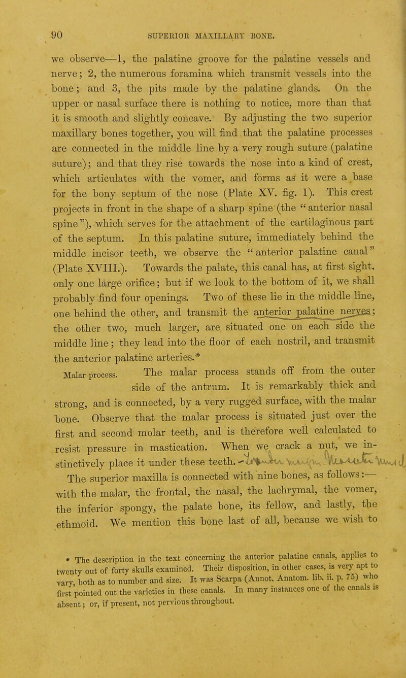 we observe—1, the palatine groove for the palatine vessels and nerve; 2, the numerous foramina which transmit vessels into the bone; and 3, the pits made by the palatine glands. On the upper or nasal surface there is nothing to notice, more than that it is smooth and slightly concave. By adjusting the two superior maxillary bones together, you will find that the palatine processes are connected in the middle line by a very rough suture (palatine suture); and that they rise towards the nose into a kind of crest, which articulates with the vomer, and forms as it were a,base for the bony septum of the nose (Plate XV. fig. 1). This crest projects in front in the shape of a sharp spine (the anterior nasal spine ), which serves for the attachment of the cartilaginous part of the septum. In this palatine suture, immediately behind the middle incisor teeth, we observe the anterior palatine canal (Plate XVIII.). Towards the palate, this canal has, at first sight, only one large orifice; but if we look to the bottom of it, we shall probably find four openings. Two of these lie in the middle line, one behind the other, and transmit the anteri£ir_palati^^ the other two, much larger, are situated one on each side the middle line; they lead into the floor of each nostril, and transmit the anterior palatine arteries.* Malar process. The malar process stands off from the outer side of the antru^m. It is remarkably thick and strong, and is connected, by a very rugged surface, with the malar bone. Observe that the malar process is situated just over the first and second molar teeth, and is therefore well calculated to resist pressure in mastication. When we crack a nut, we in- stinctively place it under these teeth.-•'i«''^j''3tA.VAA-^^A\-, .-\^^ The superior maxilla is connected with nine bones, as follows:— with the malar, the frontal, the nasal, the lachrymal, the vomer, the inferior spongy, the palate bone, its fellow, and lastly, the ethmoid. We mention this bone last of all, because we wish to • The description in the text concerning the anterior palatine canals, applies to twenty out of forty skulls examined. Their disposition, in other cases, is very apt to vary both as to number and size. It was Scarpa (Aunot. Anatom. lib. n. p. 75) who first pointed out the varieties in these canals. In many iiistauces one of the canals is absent; or, if present, not pevvlous throughout.