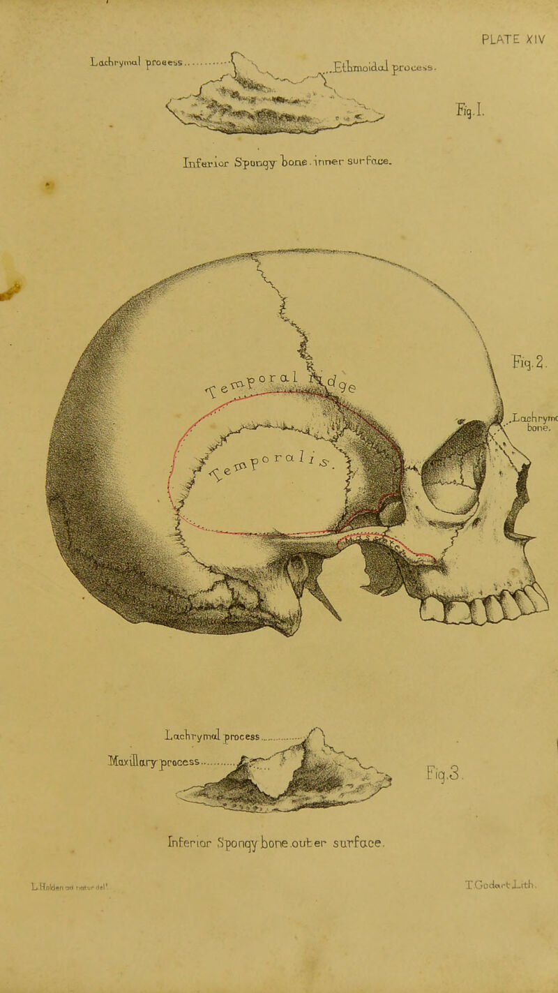 PLATE X\\/ Laxhi-ymal ^roeess .£tlmiolclal process. Inferior Spungy tone .inner sur|-ace. Li Kolclen^jn tint -I TGodc»rti.rth