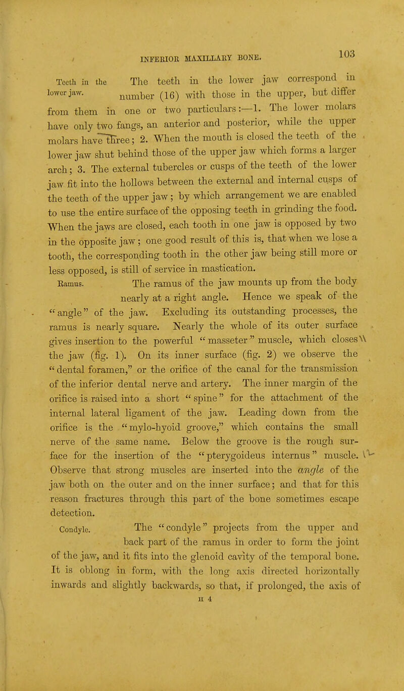 Tceih in the Tlie teeth in the lower jaw correspond^ in lower jaw. number (16) with those in the upper, but differ from them in one or two particulars :—l. The lower molars have only two fangs, an anterior and posterior, while the upper molars hayHKree; 2. When the mouth is closed the teeth of the . lower jaw shut behind those of the upper jaw which forms a larger arch; 3. The external tubercles or cusps of the teeth of the lower jaw fit into the hollows between the external and internal cusps of the teeth of the upper jaw ; by which arrangement we are enabled to use the entire surface of the opposing teeth in grinding the food. When the jaws are closed, each tooth in one jaw is opposed by two in the opposite jaw; one good result of this is, that when we lose a tooth, the corresponding tooth in the other jaw being still more or less opposed, is still of service in mastication. Eamus. The ramus of the jaw mounts up from the body nearly at a right angle. Hence we speak of the angle of the jaw. Excluding its outstanding processes, the ramus is nearly square. Nearly the whole of its outer surface gives insertion to the powerful  masseter  muscle, which closes W the jaw (fig. 1). On its inner surface (fig. 2) we observe the  dental foramen, or the orifice of the canal for the transmission of the inferior dental nerve and artery. The inner margin of the orifice is raised into a short  spine for the attachment of the internal lateral ligament of the jaw. Leading down from the orifice is the mylo-hyoid groove, which contains the small nerve of the same name. Below the groove is the rough sur- face for the insertion of the  pterygoideus internus muscle. Observe that strong muscles are inserted into the angle of the jaw both on the outer and on the inner surface; and that for this reason fractures through this part of the bone sometimes escape detection. Condyle. The condyle projects from the upper and back part of the ramus in order to form the joiat of the jaw, and it fits into the glenoid cavity of the temporal bone. It is oblong in form, with the long axis directed horizontally inwards and slightly backwards, so that, if prolonged, the axis of u 4
