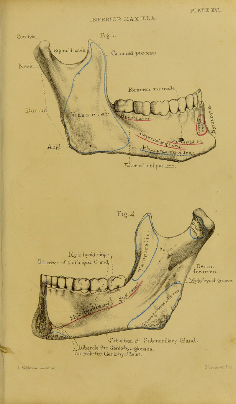 INFEBTOR MAX ILL A. VLKVE xvr. ; Tubercle for trenio->iyo-glossus. Tubercle fov Genio^joifley^. L.Widen