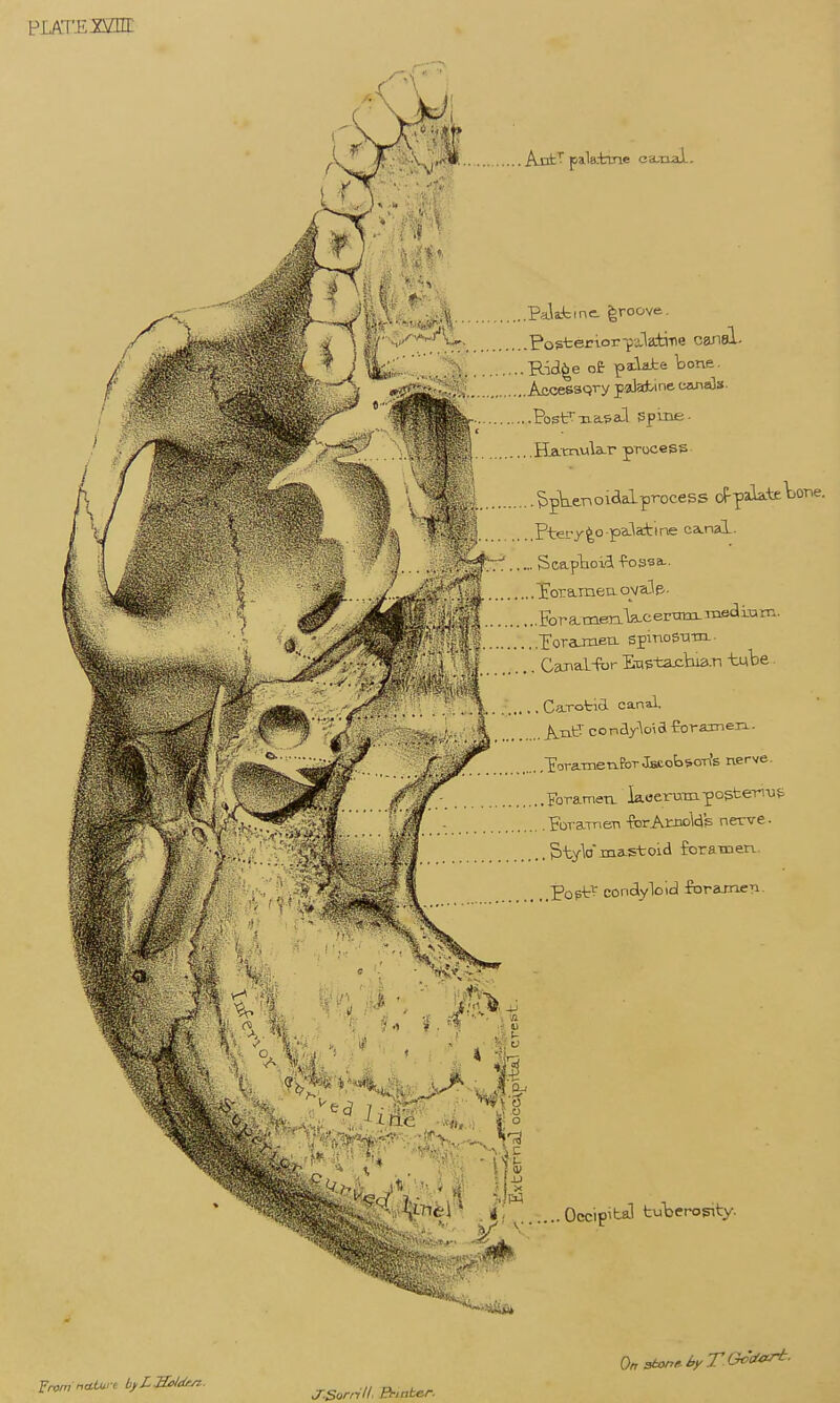 'w \ ly v'^-^^Vjr. PosteriorYilati-ne canai- ^' ^ ..Rid6e of pa:late loom. .Rid^e of pilate Tootie. ..Accessary palsrfcine cainals. ..Popf:nasal ppme- . Hatnula-r process ..^spkeTioiaalprocess o^pakteWe. Pterr^o-pa.la:tine ca.nal. ... Sca.ptioid fossa.. Xorameaova3e.. ^ i[lf Fora.meriVeermrLra.eaiT3in. ■'' ;}!'; I-oraJnetL spmoSxiiiL. '' ' ■: .. Canal-fbr Eastacbia.n tube ,. C'XTotid canal AxitT conar'\oia-EorainerL. EoraTnetifoT Jstobsorfs nerve. ....FoTameti. koerumpogteri-us .... Fora-men -forAmolds nerve. &tyV mastoid foramerL. PoptV condiyloicl foramen. \ V i-^I? , ' * 1 - PM . < ' .. Occipital tuberosity. From ndCui-c liyZSM-yz- J.Sornll. B-iabcr.
