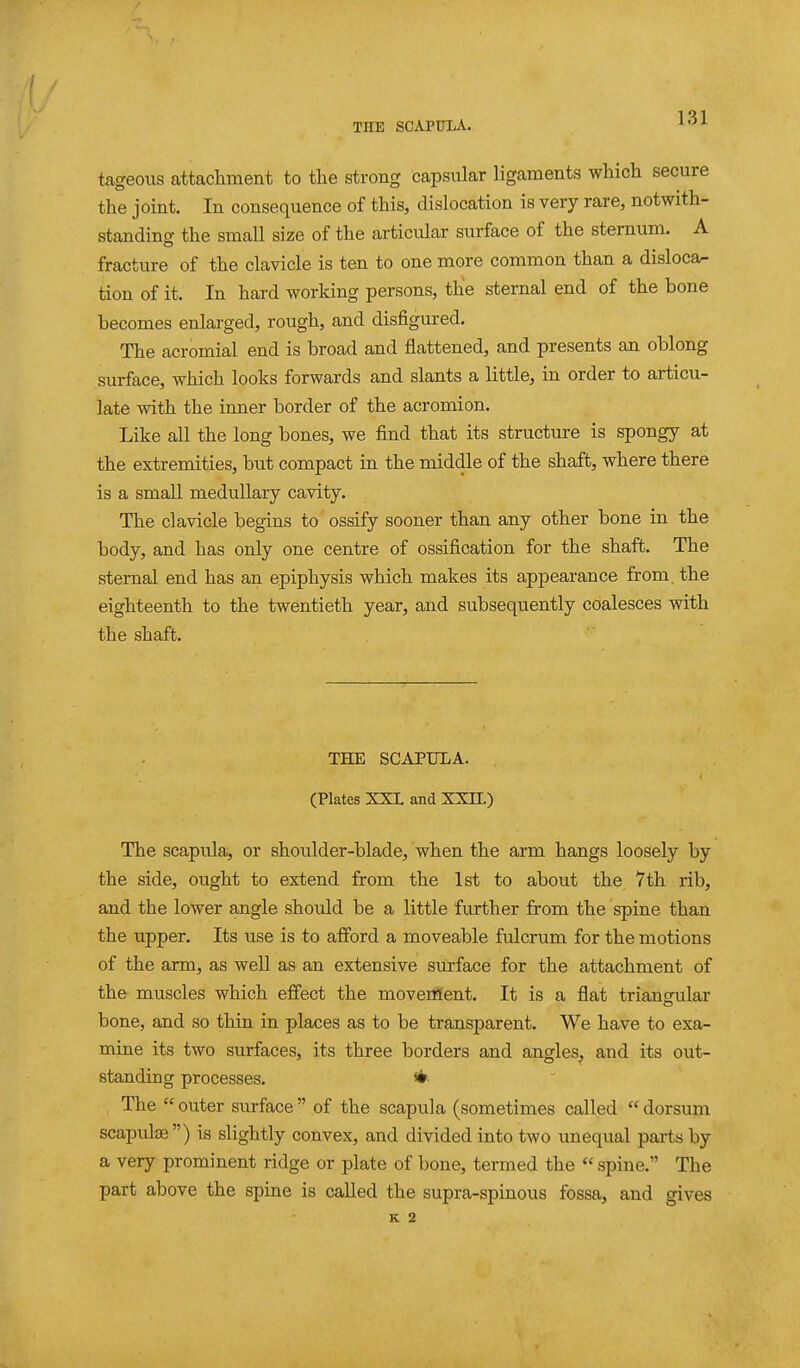 tageous attachment to the strong capsular ligaments which secure the joint. In consequence of this, dislocation is very rare, notwith- standing the small size of the articular surface of the sternum. A fracture of the clavicle is ten to one more common than a disloca- tion of it. In hard working persons, the sternal end of the bone becomes enlarged, rough, and disfigured. The acromial end is broad and flattened, and presents an oblong surface, which looks forwards and slants a little, in order to articu- late with the inner border of the acromion. Like all the long bones, we find that its structure is spongy at the extremities, but compact in the middle of the shaft, where there is a small medullary cavity. The clavicle begins to ossify sooner than any other bone in the body, and has only one centre of ossification for the shaft. The sternal end has an epiphysis which makes its appearance from, the eighteenth to the twentieth year, and subsequently coalesces with the shaft. THE SCAPULA. (Plates XXL and XXII.) The scapula, or shoulder-blade, when the arm hangs loosely by the side, ought to extend from the 1st to about the 7 th rib, and the lower angle should be a little further from the spine than the upper. Its use is to afford a moveable fulcrum for the motions of the arm, as well as an extensive surface for the attachment of the muscles which effect the moveififent. It is a flat triansfular bone, and so thin in places as to be transparent. We have to exa- mine its two surfaces, its three borders and angles^ and its out- standing processes. The  outer surface  of the scapula (sometimes called  dorsum scapulae) is slightly convex, and divided into two unequal parts by a very prominent ridge or plate of bone, termed the  spine. The part above the spine is called the supra-spinous fossa, and gives K 2