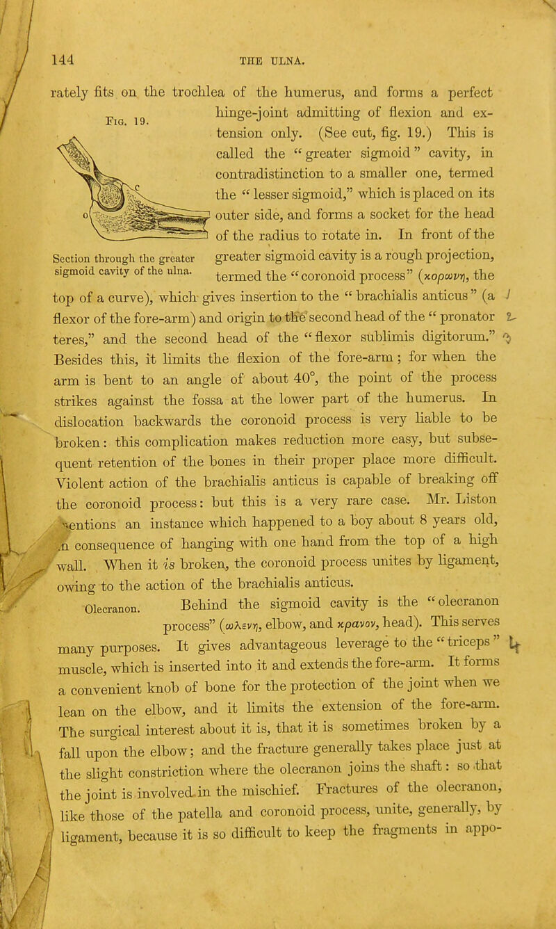 rately fits on the trochlea of the humerus, and forms a perfect hinge-joint admitting of flexion and ex- tension only. (See cut, fig. 19.) This is called the  greater sigmoid cavity, in contradistinction to a smaller one, termed the  lesser sigmoid, which is placed on its ? outer side, and forms a socket for the head of the radius to rotate in. In front of the Section through the greater greater sigmoid cavity is a rough projection, sigmoid cavity of the ulna. termed the  coronoid process {xopcuvri, the top of a curve), which gives insertion to the  brachialis anticus  (a J flexor of the fore-arm) and origin to the'second head of the  pronator teres, and the second head of the  flexor sublimis digitorum. ^ Besides this, it limits the flexion of the fore-arm; for when the arm is bent to an angle of about 40°, the point of the process strikes against the fossa at the lower part of the humerus. In dislocation backwards the coronoid process is very liable to be broken: this complication makes reduction more easy, but subse- quent retention of the bones in their proper place more difficult. Violent action of the brachialis anticus is capable of breaking ofi the coronoid process: but this is a very rare case. Mr. Liston ■^ntions an instance which happened to a boy about 8 years old, consequence of hanging with one hand from the top of a high wall. When it is broken,, the coronoid process unites by ligament, owing to the action of the brachialis anticus. Olecranon. Behind the sigmoid cavity is the olecranon process (mKsvyi, elbow, and upavov, head). This serves many purposes. It gives advantageous leverage to the  triceps  muscle, which is inserted into it and extends the fore-arm. It forms a convenient knob of bone for the protection of the joint when we lean on the elbow, and it limits the extension of the fore-arm. The surgical interest about it is, that it is sometimes broken by a fall upon the elbow; and the fracture generally takes place just at the slight constriction where the olecranon joins the shaft: so .that the joint is involved.in the mischief. Fractures of the olecranon, like those of the patella and coronoid process, unite, generally, by ligament, because it is so difficult to keep the fragments in appo-