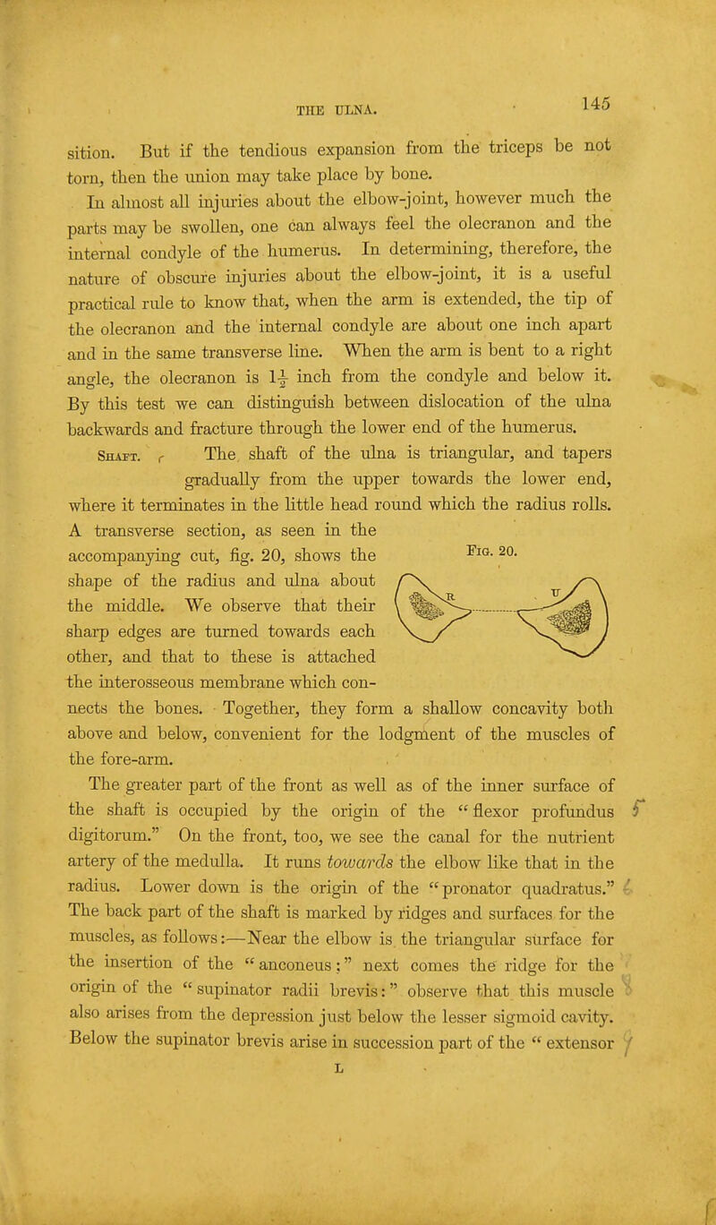 sition. But if the tendious expansion from the triceps be not torn, then the union may take place by bone. In ahnost all injmies about the elbow-joint, however much the parts may be swollen, one can always feel the olecranon and the internal condyle of the humerus. In determining, therefore, the nature of obscure injuries about the elbow-joint, it is a useful practical rule to know that, when the arm is extended, the tip of the olecranon and the internal condyle are about one inch apart and in the same transverse line. When the arm is bent to a right angle, the olecranon is li inch from the condyle and below it. By this test we can distinguish between dislocation of the ulna backwards and fracture through the lower end of the humerus. Shaft, r The shaft of the ulna is triangular, and tapers gradually from the upper towards the lower end, where it terminates in the little head round which the radius rolls. A transverse section, as seen in the accompanying cut, fig. 20, shows the sha,pe of the radius and ulna about the middle. We observe that their shai-p edges are turned towards each other, and that to these is attached the interosseous membrane which con- nects the bones. Together, they form a shallow concavity both above and below, convenient for the lodgment of the muscles of the fore-arm. The greater part of the front as well as of the inner surface of the shaft is occupied by the origin of the flexor profundus S digitorum. On the front, too, we see the canal for the nutrient artery of the medulla. It runs towards the elbow like that in the radius. Lower down is the origiji of the pronator quadratus. i The back part of the shaft is marked by ridges and surfaces for the muscles, as follows:—Near the elbow is, the triangular surface for the insertion of the  anconeus; next comes the ridge for the origin of the  supinator radii brevis: observe that this muscle also arises from the depression just below the lesser sigmoid cavity. Below the supinator brevis arise in succession part of the  extensor f L