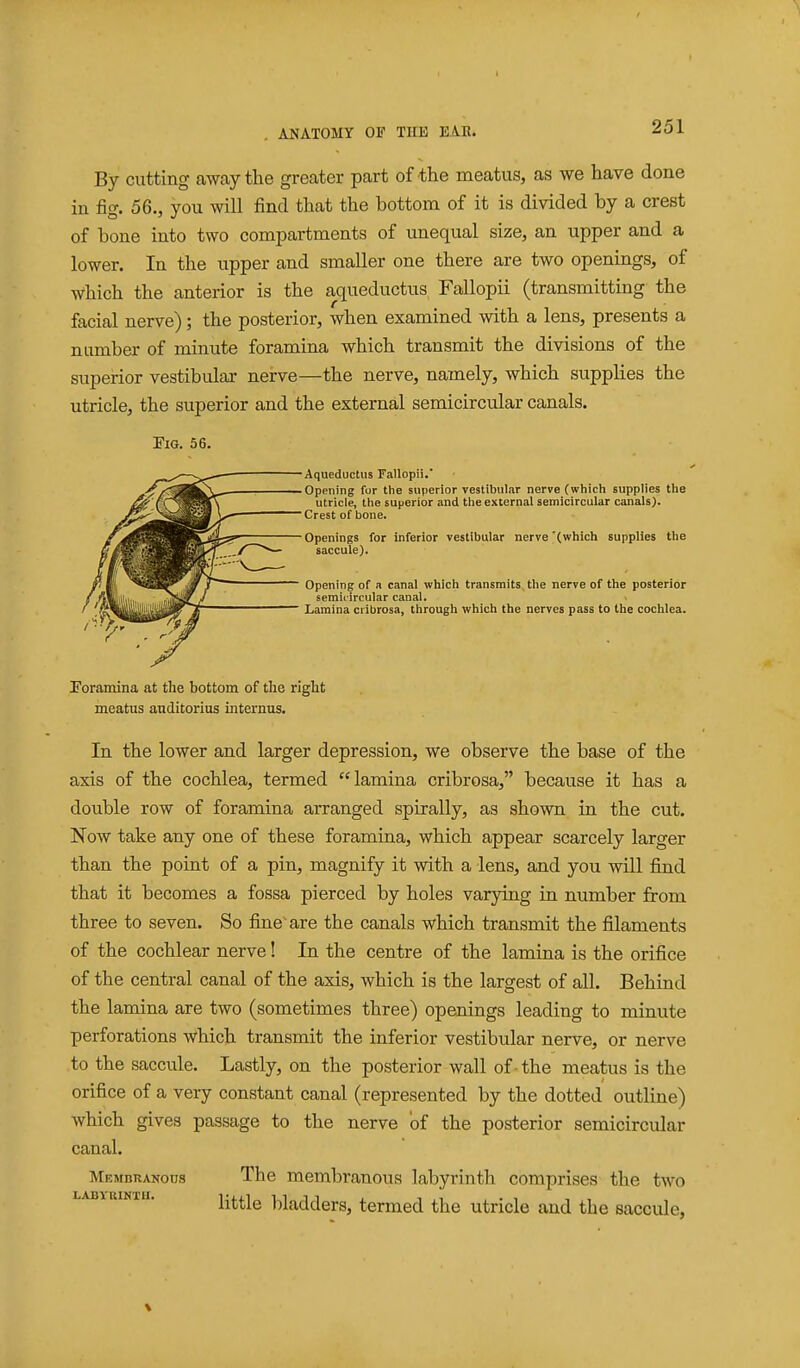 By cutting away the greater part of-the meatus, as we have done in fig. 56., you will find that the bottom of it is divided by a crest of bone into two compartments of unequal size, an upper and a lower. In the upper and smaller one there are two openings, of which the anterior is the aqueductus Fallopii (transmitting the facial nerve); the posterior, when examined with a lens, presents a number of minute foramina which transmit the divisions of the superior vestibular nerve—the nerve, namely, which supplies the utricle, the superior and the external semicircular canals. EiG. 56. Aqueductus Fallopii. Opening for the superior vestibular nerve (which supplies the utricle, the sujjerior and the external semicircular canals). Crest of bone. Openings for inferior vestibular nerve '(which supplies the saccule). Opening of a canal which transmits the nerve of the posterior semicircular canal- Lamina ciibrosa, through which the nerves pass to the cochlea. Poramina at the bottom of the right meatus aiiditorius internus. In the lower and larger depression, we observe the base of the axis of the cochlea, termed lamina cribrosa, because it has a double row of foramina arranged spirally, as shown in the cut. Now take any one of these foramina, which appear scarcely larger than the point of a pin, magnify it with a lens, and you will find that it becomes a fossa pierced by holes varying in number from three to seven. So fine'are the canals which transmit the filaments of the cochlear nerve! In the centre of the lamina is the orifice of the central canal of the axis, which is the largest of all. Behind the lamina are two (sometimes three) openings leading to minute perforations which transmit the inferior vestibular nerve, or nerve to the saccule. Lastly, on the posterior wall of the meatus is the orifice of a very constant canal (represented by the dotted outline) which gives passage to the nerve 'of the posterior semicircular canal. Membranous The membranous labyrinth comprises the two LABiuiNni. ^•j.^jg bladders, termed the utricle and the saccule.