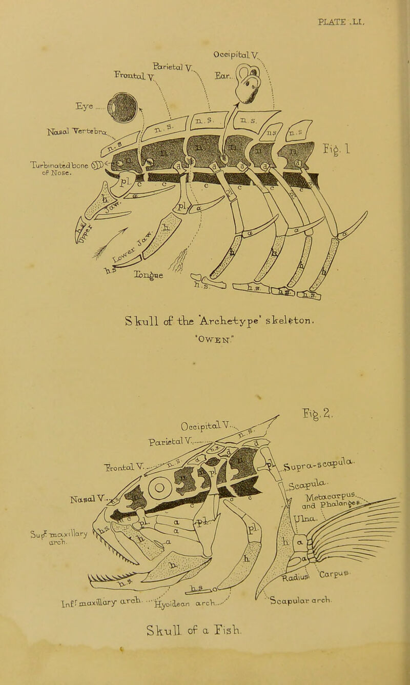 PLATE .LL, Occipital V. Slcull of the Arclie-type slseleton. owek Skull of a Y\s\\.