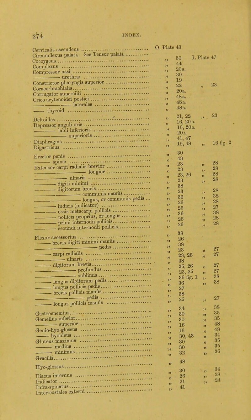 Cervicalis ascendons O- ^^^^^ CircumflexuB palati. See Tensor palati Coccygeus » ^ Complexua  Compressor nasi  „„ urethrffi  ?j Constrictor pliaryngis superior >. Coraco-brachialis..... » Corrugator supercilii » • Crico arytenoidei postici » *° • 1 laterales > thyroid  21 22 Deltoides » gOa. Depressor anguh oris  . labu infenoris  ^^'^ superioris » Diapliragma  -j^g' Digastricus  ' ^ . • . » 30 Erector penis ^3 spinsB •  23 Extensor carpi radialis brevier » — longior: ■ ulnaris  ^3 digiti minimi » gg digitorum brevis • » „ communis manus » . longus, or communis pedis ... » — . indicis (indicator) » ossis metacarpi pollicis  pollicis proprius, or longus » primi internodii pollicis  secundi internodii pollicis » 38 Plexor accessorius • •  £6 . . brevis digiti minimi mantis » . — pedis II . carpi radialis  23, 26 ulnaris  gg' digitorum brevis  26 profundus » 23 25 sublimis.... , » gg'g 1 longus digitorum pedis . gg longus pollicis pedis  27 brevis pollicis maniis  gg . - pedis  25 . longus pollicis manAs  „ 34 Gastrocnemius 30 Gemellus inferior 30 superior Genio-hyo-glossus  16 hyoideus ■■■ 30, 43 Gluteus maximus ; ' 30 medius • ' * 30 _ . minimus '• '^^ 32 Gracilis _ , » ^ Hyo-glossus Iliacus intemus  26 Indicator „ 21 Infra-spinatus • * 41 Inter-costales extern! I. Plate 47 23 )> » 23 16 fig. 2 28 28 28 28 28 38 28 27 38 28 28 27 27 27 27 38 38 27 38 35 35 48 48 34 35 35 36 34 28 24