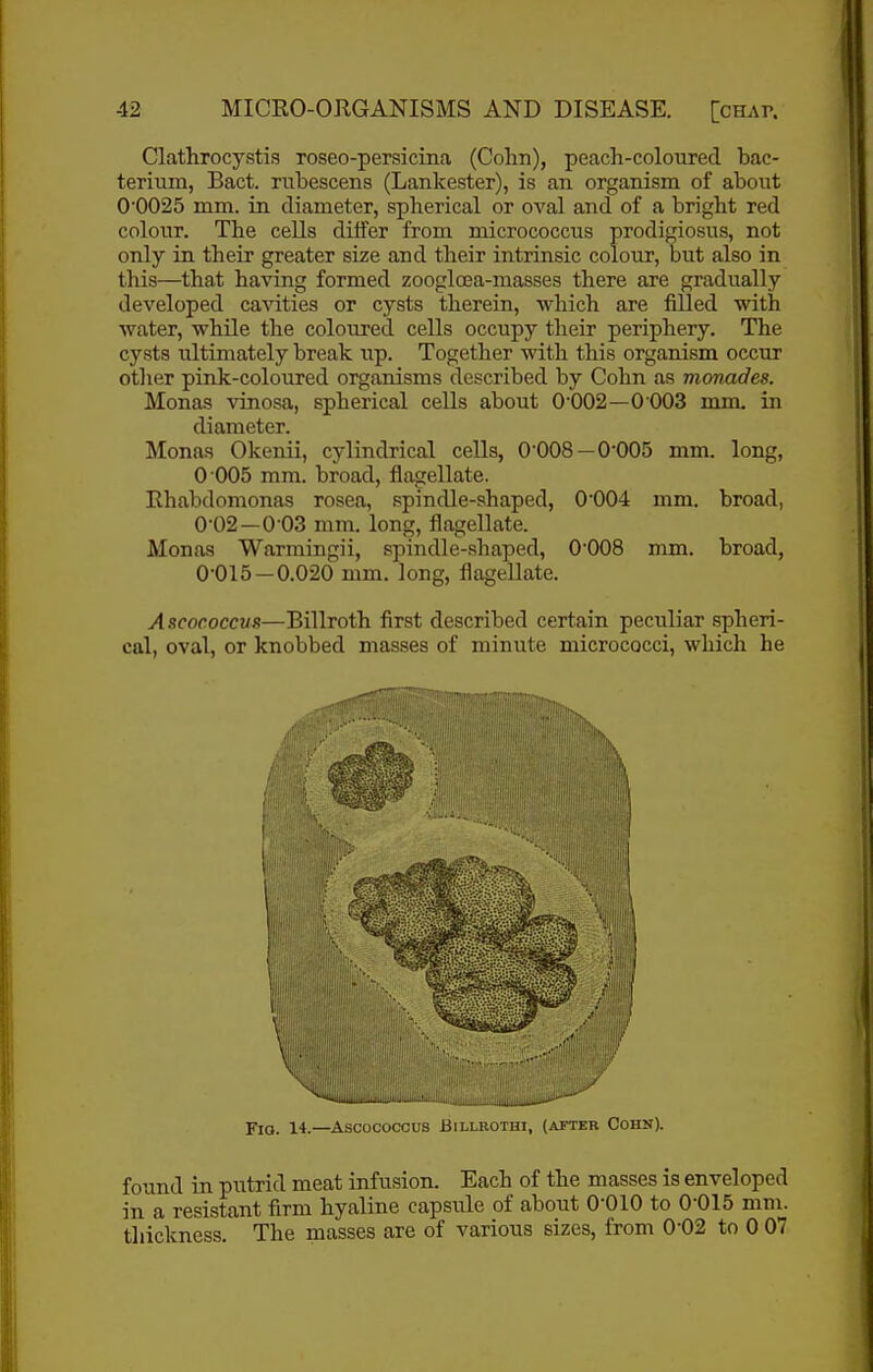Clathrocystis roseo-persicina (Colin), peach-coloured bac- terium, Bact. rubescens (Lankester), is an organism of about 0'0025 mm. in. diameter, spherical or oval and of a bright red colour. The ceUs dilfer from micrococcus prodigiosus, not only in their greater size and their intrinsic colour, but also in this—that having formed zoogloea-masses there are gradually developed cavities or cysts therein, which are filled with water, while the coloured cells occupy their periphery. The cysts ultimately break up. Together with this organism occur other pink-coloured organisms described by Cohn as monades. Monas vinosa, spherical cells about 0'002—0 003 mm. in diameter. Monas Okenii, cylindrical cells, O'OOS —0*005 mm. long, 0 005 mm. broad, flagellate. Rhabdomonas rosea, spindle-shaped, 0004 mm. broad, 0-02—0-03 mm. long, flagellate. Monas Warmingii, spindle-shaped, 0008 mm. broad, 0-015 — 0.020 mm. long, flagellate. Ascoc.occvs—Billroth first described certain peculiar spheri- cal, oval, or knobbed masses of minute micrococci, which he FiQ. 14.—Ascococcus BiLLKOini, (jvfteb Cohn). found in putrid meat infusion. Each of the masses is enveloped in a resistant firm hyaline capsule of about O'OIO to 0-015 mm. thickness. The masses are of various sizes, from 0-02 to 0 07