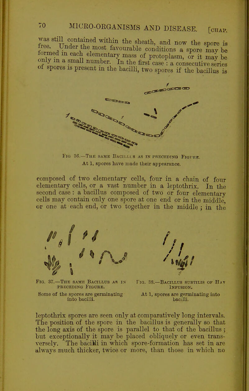 7Z contained within the sheath, and now the spore is ree. Xjnder the most favourable conditions a spore may be formed m each elementary mass of protoplasm, or it may be only in a small number In the first case : a consecutive series of spores is present in the bacilli, two spores if the bacillus is / Fig 30.—Tue same Bacilli s as in preoedinq Figure. At 1, spores have made their appearance. composed of two elementary cells, four in a chain of four elementary cells, or a vast number in a leptothrix. In the second case : a bacillus composed of two or four elementary cells may contain only one spore at one end or in the middle, or one at each end, or two together in the middle : in the I Fig. 37.—The same Bacillus a.s i.s Tig. 38.—BAcrLtus subtius of Hat PRECEDING Figure. Infusion. Some of the spores are germmating At 1, spores are genninatiiig into into bacilli. bacilli. leptothrix spores are seen only at comparatively long intervals. The position of the spore in the bacillus is generally so that the long axis of the spore is parallel to that of the bacillus ; but exceptionally it may be placed obliquely or even trans- versely. The baciili in which spore-formation has set in are always much thicker, twice or more, than those in which no