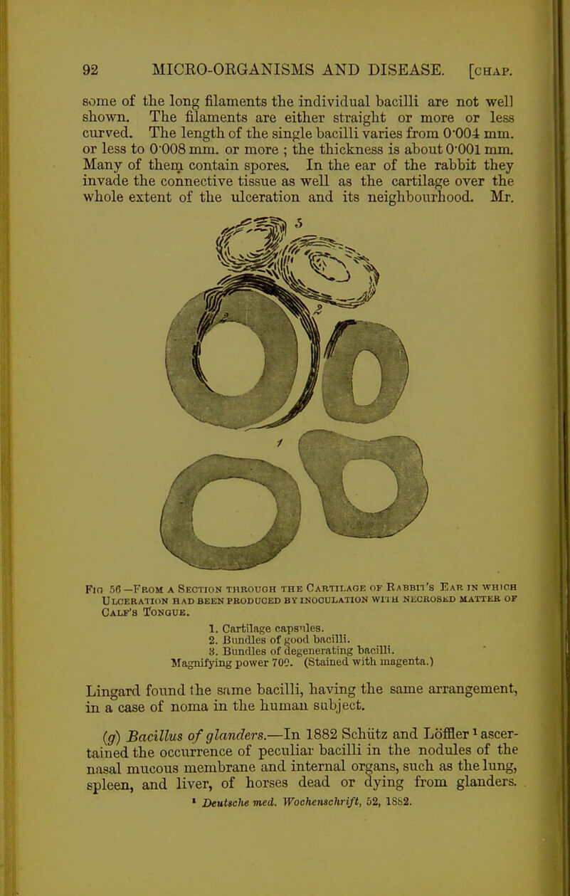 some of the long filaments the individual bacilli are not well shown. The filaments are either straight or more or less curved. The length of the single bacilli varies from 0*004 mm. or less to 0008 mm. or more ; the thickness is about O'OOl mm. Many of them contain spores. In the ear of the rabbit they invade the connective tissue as well as the cartilage over the whole extent of the ulceration and its neighbourhood. Mr. Fio 56 —From a Section through the Cartilage of RABnn's Ear in which Ulceration had been produced by inoculation wiih NiicaosiiD itAiiEa of Calf's Tonquk. 1. Cftrtilage capsnles. 2. BiintUes of good bacilli. 3. Bundles of degenerating bacilli. Magnifying power 700. (Stained with magenta.) Lingard found the same bacilli, having the same arrangement, in a case of noma in the humau subject. (g) Bacillus of glanders.—In 1882 Schiitz and Loffler^ ascer- tained the occurrence of peculiar bacilli in the nodules of the nasal mucous membrane and internal organs, such as the lung, spleen, and liver, of horses dead or dying from glanders. • DeuUche med. Wochenschrift, 52, 1882.