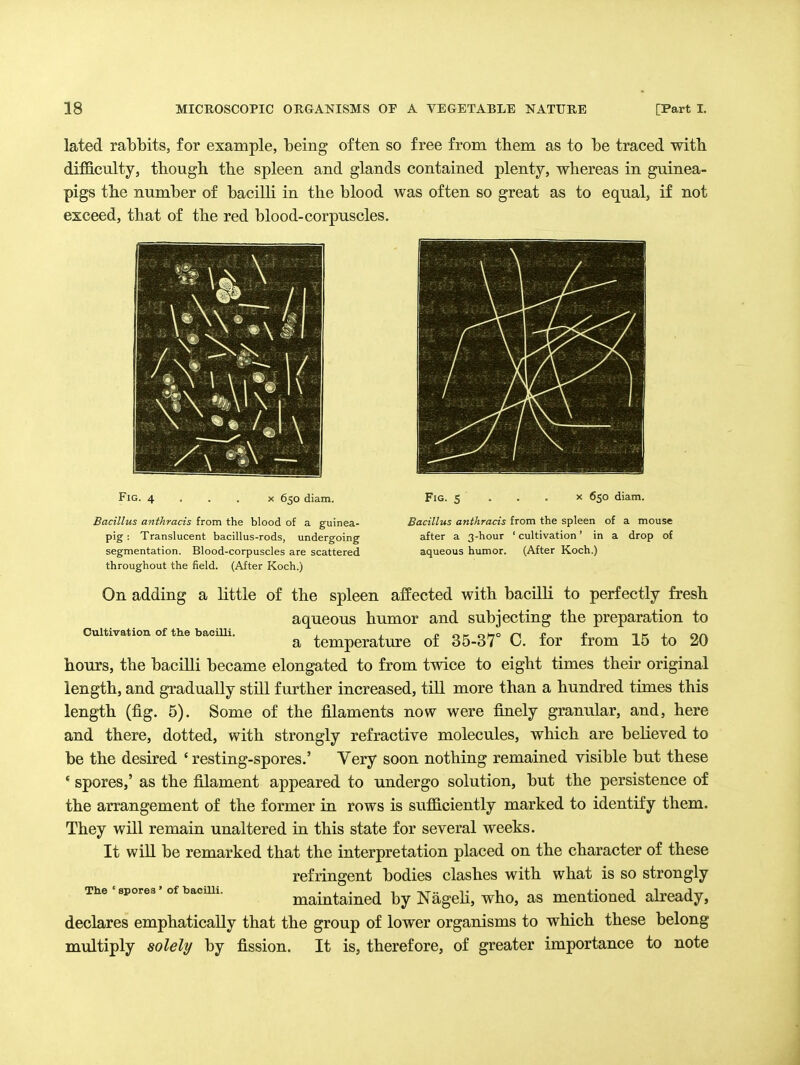 lated rabbits, for example, being often so free from them as to be traced with difficulty, though the spleen and glands contained plenty, whereas in guinea- pigs the number of baciUi in the blood was often so great as to equal, if not exceed, that of the red blood-corpuscles. \ • \\ • > Fig. 4 X 650 diam. Fig. 5 X 650 diam. Bacillus anthracis from the blood of a guinea- pig ; Translucent bacillus-rods, undergoing segmentation. Blood-corpuscles are scattered throughout the field. (After Koch.) Bacillus anthracis from the spleen of a mouse after a 3-hour ' cultivation' in a drop of aqueous humor. (After Koch.) Cultivation of the bacilli. On adding a little of the spleen affected with bacilli to perfectly fresh aqueous humor and subjecting the preparation to a temperature of 35-37° C. for from 15 to 20 hours, the bacilli became elongated to from twice to eight times their original length, and gradually still further increased, till more than a hundred times this length (fig. 5). Some of the filaments now were finely granular, and, here and there, dotted, with strongly refractive molecules, which are believed to be the desired ' resting-spores.' Very soon nothing remained visible but these ' spores,' as the filament appeared to undergo solution, but the persistence of the arrangement of the former in rows is sufficiently marked to identify them. They will remain unaltered in this state for several weeks. It will be remarked that the interpretation placed on the character of these refringent bodies clashes with what is so strongly maintained by Nageh, who, as mentioned already, declares emphatically that the group of lower organisms to which these belong multiply solely by fission. It is, therefore, of greater importance to note The ' spores ' of baciUi.