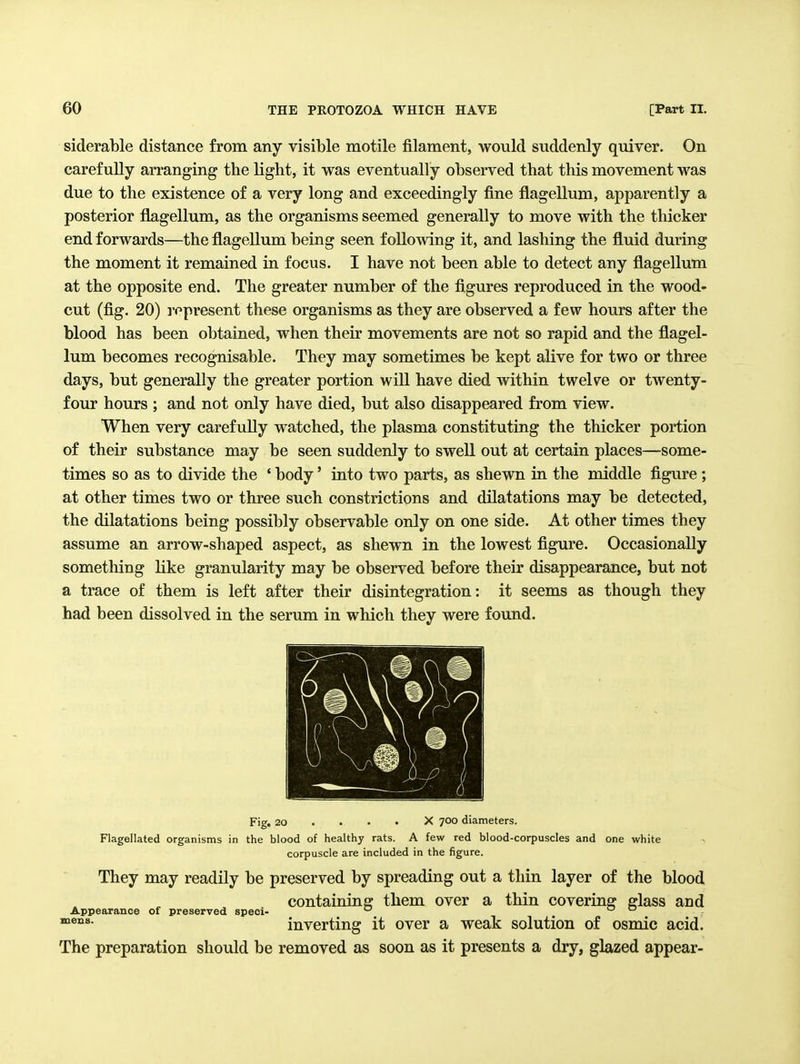 siderable distance from any visible motile filament, would suddenly quiver. On carefully arranging the light, it was eventually observed that this movement was due to the existence of a very long and exceedingly fine flagellum, apparently a posterior flagellum, as the organisms seemed generally to move with the thicker end forwards—the flagellum being seen following it, and lashing the fluid during the moment it remained in focus. I have not been able to detect any flagellum at the opposite end. The greater number of the figures reproduced in the wood- cut (fig. 20) represent these organisms as they are observed a few hours after the blood has been obtained, when their movements are not so rapid and the flagel- lum becomes recognisable. They may sometimes be kept alive for two or three days, but generally the greater portion will have died within twelve or twenty- four hours ; and not only have died, but also disappeared from view. When very carefully watched, the plasma constituting the thicker portion of their substance may be seen suddenly to swell out at certain places—some- times so as to divide the ' body' into two parts, as shewn in the middle figure; at other times two or three such constrictions and dilatations may be detected, the dilatations being possibly observable only on one side. At other times they assume an arrow-shaped aspect, as shewn in the lowest figure. Occasionally sometliing like granularity may be observed before their disappearance, but not a trace of them is left after their disintegration: it seems as though they had been dissolved in the serum in which they were found. Fig. 20 . . • • X 700 diameters. Flagellated organisms in the blood of healthy rats. A few red blood-corpuscles and one white corpuscle are included in the figure. They may readily be preserved by spreading out a thin layer of the blood containing them over a thin covering fflass and Appearance of preserved speci- ° . • inverting it over a weak solution of osmic acid. The preparation should be removed as soon as it presents a dry, glazed appear-