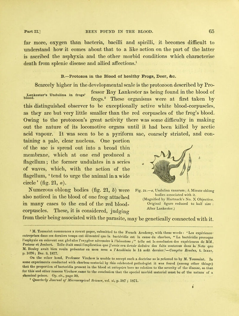 far more, oxygen tlian bacteria, bacilli and spiriUi, it becomes difficult to understand how it comes about that to a like action on the part of the latter is ascribed the asphyxia and the other morbid conditions which characterise death from splenic disease and allied affections.'^ B.—Protozoa in the Blood of healthy Progs, Deer, &c. Scarcely higher in the developmental scale is the protozoon described by Pro- fessor Ray Lankester as being found in the blood of Lankester's TJndtilina m frogs' ° frogs.^ These organisms were at first taken by this distinguished observer to be exceptionally active white blood-corpuscles, as they are but very little smaller than the red corpuscles of the frog's blood. Owing to the protozoon's great activity there was some difficulty in making out the nature of its locomotive organs until it had been killed by acetic acid vapour. It was seen to be a pyriform sac, coarsely striated, and con- taining a pale, clear nucleus. One portion of the sac is spread out into a broad thin membrane, which at one end produced a f^-^^.^ly- flagellum; the former undulates in a series ' '  ' of waves, which, with the action of the flagellum, * tend to urge the animal in a wide ^^>i':^^''s3 circle' (fig. 21, a). '^^^^ Numerous oblong bodies (fig. 21, 6) were Fig. 21.—a, Undulina ranamm; Minuteoblono- also noticed in the blood of one frog attached x obiec... in many cases to the end of the red blood- Original figure reduced to half size: corpuscles. These, it is considered, judging ^^^^^ ^^^^^^-^ from their being associated with the parasite, may be genetically connected with it. 1 M. Toussaint co.nmeuces a recent paper, submitted to the French Academy, with these words : ' Les experience-- entreprises dans ces derniers temps ont ddmontr^ que la baet^ridie est la cause du charbon, La bact^ridie provoque I'asphyxie en enlevent aux globules roxygfeue necessaire \ I'he'inatose telle est la conclusion des experiences de MM. Pasteur et Joubert. Telle ^tait aussi I'explication que j'avais cru devoir deduire des faits contenus dans la Note quo M. Bouley avait bien voulu presenter en mon noiu a I'Academie le 14 aoit dernier.'—Coms^es Rendus, t. Ixxxv, p. 1076; Dec. 3, 1877. Oa the other htind, Professor Virchow is unable to accept such a doctrine as is referred to by M. Toussaint. In some experiments conducted with charbon-niaterial by this celebrated pathologist it was found (among other things) that the proportion of bacteridia present in the blood at autopsies bore no relation to the severity of the disease, so tliat for this and other reasons Virchow.came to the conclusion that the special morbid material must be of the nature of a chemical poison. Op. cit., page 30, ^ Quarterly Journal of Microscopical Science, vol. xi, p. 387 ; 1871.