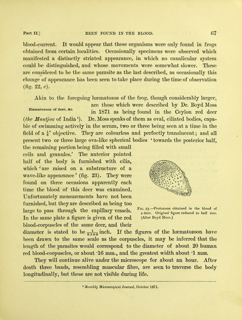 Heematozoon of deer, &c. blood-current. It would appear that these organisms were only found in frogs obtained from certain localities. Occasionally specimens were observed which manifested a distinctly striated appearance, in which no canalicular system could be distinguished, and whose movements were somewhat slower. These are considered to be the same parasite as the last described, as occasionally this change of appearance has been seen to take place during the time of observation (fig. 22, c). Akin to the foregoing hsematozoa of the frog, though considerably larger, are those which were described by Dr. Boyd Moss in 1871 as being found in the Ceylon red deer {iJie Muntjac of India ^). Dr. Moss speaks of them as oval, ciliated bodies, capa- ble of swimming actively in the serum, two or three being seen at a time in the field of a Y objective. They are colourless and perfectly translucent; and all present two or three large ova-like spherical bodies ' towards the posterior half, the remaining portion being filled with small cells and granules.' The anterior pointed half of the body is furnished with cilia, which ' are raised on a substructure of a wave-like appearance' (fig. 23). They were found on three occasions apparently each time the blood of this deer was examined. Unfortunately measurements have not been furnished, but they are described as being too large to pass through the capillary vessels. In the same plate a figure is given of the red blood-corpuscles of the same deer, and their diameter is stated to be Wttk inch. Fig, 23.—Protozoon obtained in the blood of a deer. Original figure reduced to half size. (After Boyd Moss.) 6500 If the figures of the hsematozoon have been drawn to the same scale as the corpuscles, it may be inferred that the length of the parasites would correspond to the diameter of about 20 human red blood-corpuscles, or about '16 mm., and the greatest width about '1 mm. They will continue alive under the microscope for about an hour. After death three bands, resembling muscular fibre, are seen to traverse the body longitudinally, but these are not visible during life. ■* Monthly Microscoi)ieal Journal, October 1871.