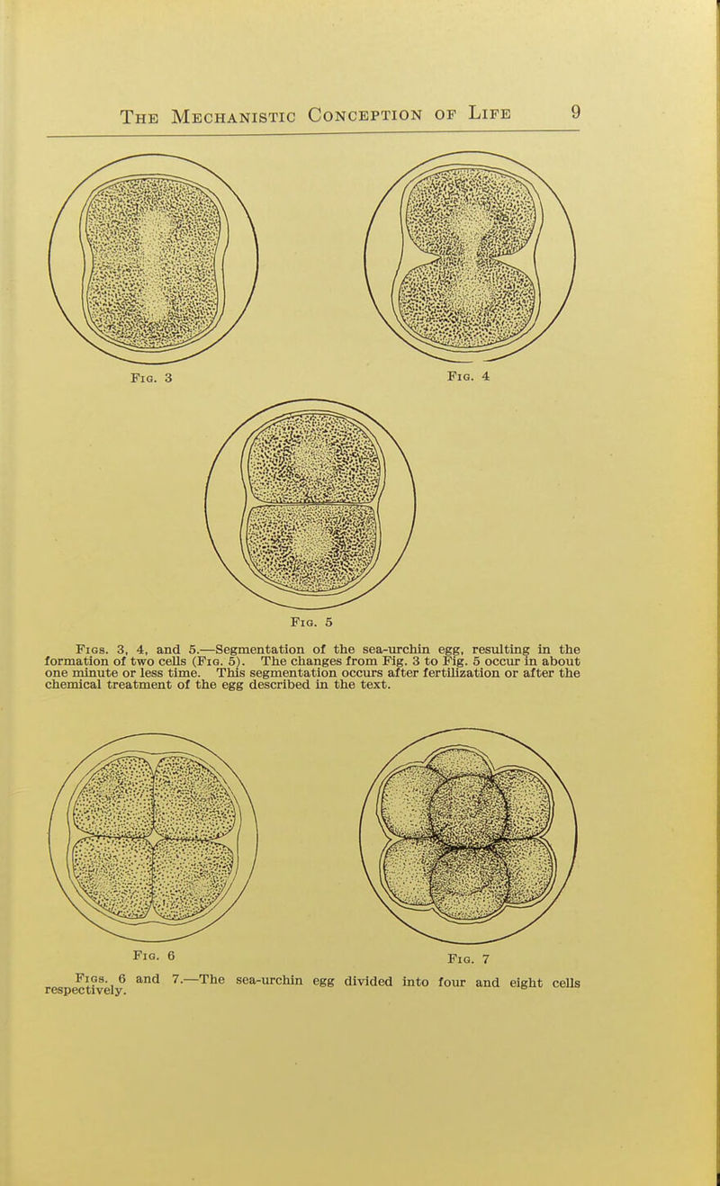 Fig. 5 Figs. 3, 4, and 5.—Segmentation of the sea-urchin egg, resulting in the formation of two cells (Fig. 5). The changes from Fig. 3 to Fig. 5 occur in about one minute or less time. This segmentation occurs after fertilization or after the chemical treatment of the egg described in the text.