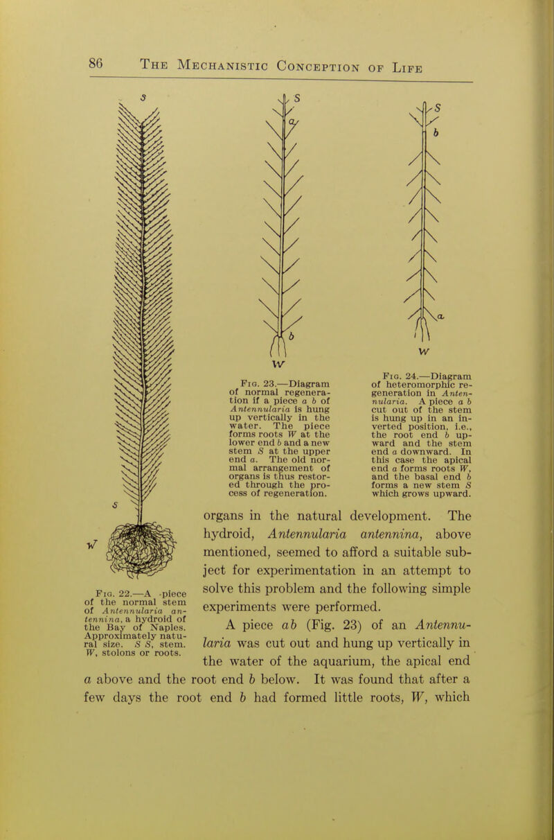 Fig. 22.—A piece of the normal stem Of Antennularia an- tennina, a hydroid of the Bay of Naples. Approximately natu- ral size. S S, stem. W, stolons or roots. IS Fio. 23.—Diagram of normal regenera- tion if a piece a 6 of Antennularia is hung up vertically in the water. The piece forms roots W at the lower end b and a new stem S at the upper end a. The old nor- mal arrangement of organs is thus restor- ed through the pro- cess of regeneration. \ y b /\ /\ w Fiq. 24.—Diagram of heteromorphic re- generation in Anten- nularia. A piece a b cut out of the stem is hung up in an in- verted position, i.e., the root end b up- ward and the stem end a downward. In this case the apical end a forms roots W, and the basal end b forms a new stem S which grows upward. organs in the natural development. The hydroid, Antennularia antennina, above mentioned, seemed to afford a suitable sub- ject for experimentation in an attempt to solve this problem and the following simple experiments were performed. A piece ab (Fig. 23) of an Antennu- laria was cut out and hung up vertically in the water of the aquarium, the apical end a above and the root end b below. It was found that after a few days the root end b had formed little roots, W, which