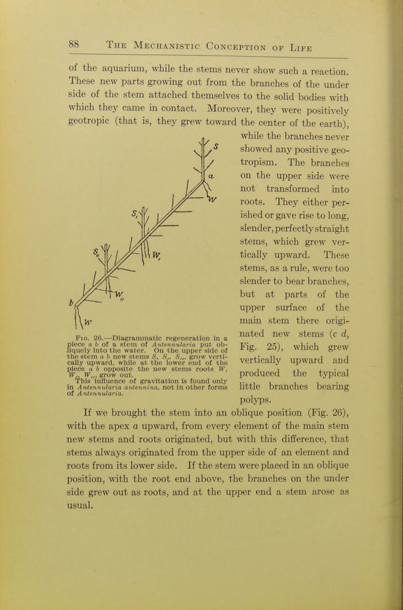 of the aquarium, while the stems never show such a reaction. These new parts growing out from the branches of the under side of the stem attached themselves to the solid bodies with which they came in contact. Moreover, they were positively geotropic (that is, they grew toward the center of the earth), while the branches never showed any positive geo- tropism. The branches on the upper side were not transformed into roots. They either per- ished or gave rise to long, slender, perfectly straight stems, which grew ver- tically upward. These stems, as a rule, were too slender to bear branches, but at parts of the upper surface of the main stem there origi- nated new stems (c d, Fig. 25), which grew vertically upward and produced the typical little branches bearing polyps. If we brought the stem into an oblique position (Fig. 26), with the apex a upward, from every element of the main stem new stems and roots originated, but with this difference, that stems always originated from the upper side of an element and roots from its lower side. If the stem were placed in an oblique position, with the root end above, the branches on the under side grew out as roots, and at the upper end a stem arose as usual. t Fio. 26.—Diagrammatic regeneration in a piece a b of a stem of Antennularia put ob- liquely into the water. On the upper side of the stem a b new stems S, S., S,„ grow verti- cally upward, while at the lower end of the piece a b opposite the new stems roots W, W„ W//t grow out. Tbis influence of gravitation is found only in Antennularia antennina, not in other forms of Antennularia.