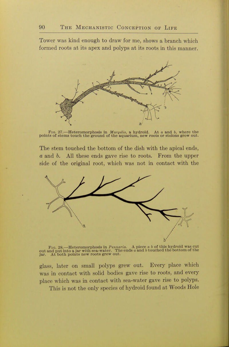 Tower was kind enough to draw for me, shows a branch which formed roots at its apex and polyps at its roots in this manner. Fig. 27.—Heteromorphosis in Margelis, a hydroid. At o and 6, where the points of stems touch the ground of the aquarium, new roots or stolons grow out. The stem touched the bottom of the dish with the apical ends, a and b. All these ends gave rise to roots. From the upper side of the original root, which was not in contact with the b' Fig. 28.—Heteromorphosis in Pennaria. A piece o b of this hydroid was cut out and put into a jar with sea-water. The ends o and b touched the bottom of the jar. At both points new roots grew out. glass, later on small polyps grew out. Every place which was in contact with solid bodies gave rise to roots, and every place which was in contact with sea-water gave rise to polyps. This is not the only species of hydroid found at Woods Hole