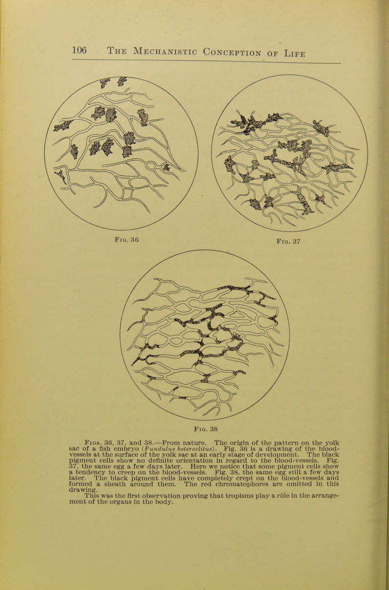 Fig. 38 Fios. 36, 37, and 38.—From nature. The origin of the pattern on the yolk sac of a fish embryo (Fundulus heteroclitus). Fig. 36 is a drawing of the blood- vessels at the surface of the yolk sac at an early stage of development. The black pigment cells show no definite orientation in regard to the blood-vessels. Fig. 37, the same egg a few days later. Here we notice that some pigment cells show a tendency to creep on the blood-vessels. Fig. 38, the same egg still a few days later. The black pigment cells have completely crept on the blood-vessels and formed a sheath around them. The red chromatophores are omitted in this drawing. This was the first observation proving that tropisms play a role in the arrange- ment of the organs in the body.