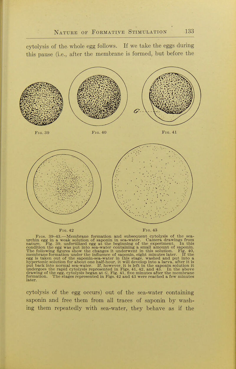 cytolysis of the whole egg follows. If we take the eggs during this pause (i.e., after the membrane is formed, but before the Fig. 42 Fig. 43 Figs. 39-43.—Membrane formation and subsequent cytolysis of the sea- urchin egg in a weak solution of saponin in sea-water. Camera drawings from nature. Fig. 39, unfertilized egg at the beginning of the experiment. In this condition the egg was put into sea-water containing a small amount of saponin. The following figures show the changes it underwent in this solution. Fig. 40, membrane formation under the influence of saponin, eight minutes later. If the egg is taken out of the saponin-sea-water in this stage, washed and put into a hypertonic solution for about one half-hour, it will develop into a larva, after it is put back into normal sea-water. If, however, it is left in the saponin solution it undergoes the rapid cytolysis represented in Figs. 41, 42, and 43. In the above drawing of the egg, cytolysis began at G, Fig. 41, five minutes after the membrane formation. The stages represented in Figs. 42 and 43 were reached a few minutes later. cytolysis of the egg occurs) out of the sea-water containing saponin and free them from all traces of saponin by wash- ing them repeatedly with sea-water, they behave as if the