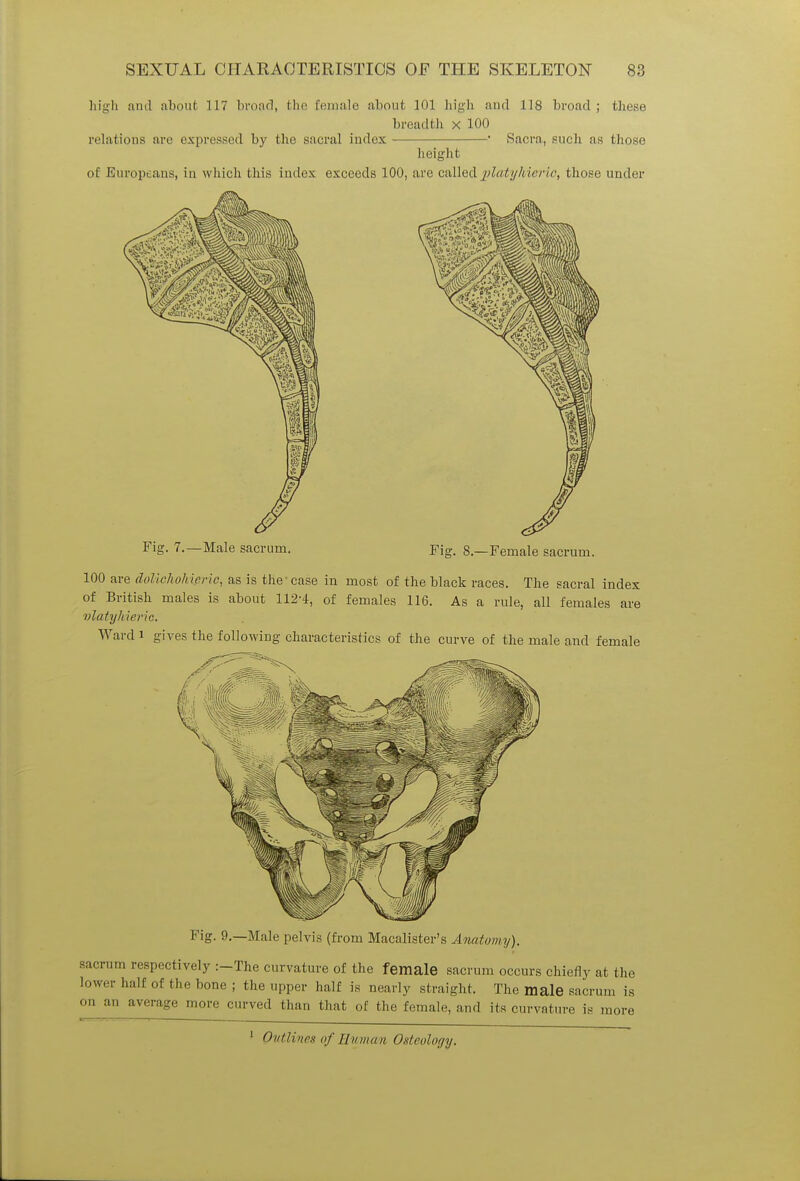 high ami about 117 bi'oad, the female about 101 high and 118 broad; these breadth x 100 relations are expressed by the sacral index ' Sacra, such as those height of Europeans, in which this index exceeds 100, are called jplatyhierio, those under Fig. 7.—Male sacrum. Fig. 8.—Female sacrum. 100 are doliehohicrie, as is the case in most of the black races. The sacral index of British males is about 112-4, of females 116. As a rule, all females are vlatykieric. Ward i gives the following characteristics of the curve of the male and female Fig. 9.—Male pelvis (from Macalister's Anatomy). sacrum respectively :-The curvature of the female sacrum occurs chiefly at the lower half of the bone ; the upper half is nearly straight. The male sacrum is ii an average more curved than that of the female, and its curvature is more 1 Outlines of Human Osteology.