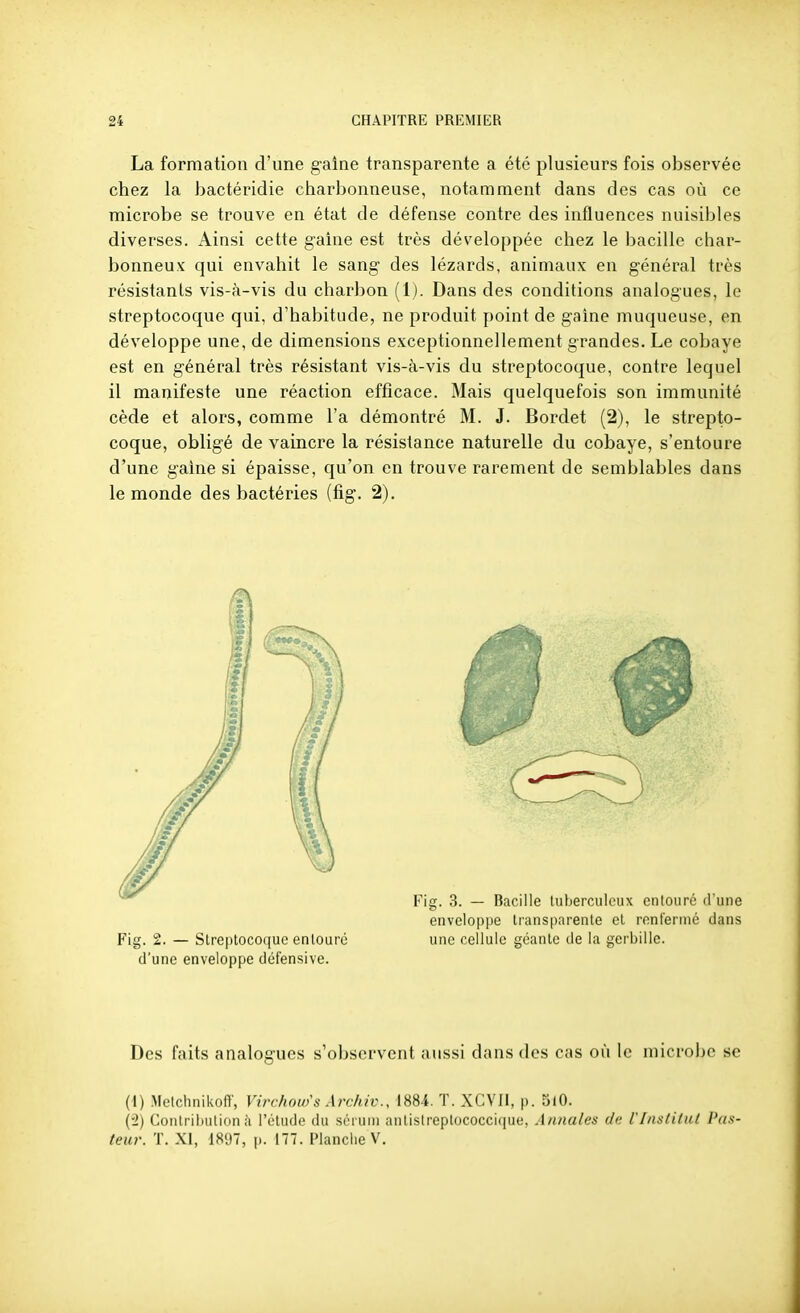 La formation d'une gaine transparente a été plusieurs fois observée chez la bactéridie charbonneuse, notamment dans des cas où ce microbe se trouve en état de défense contre des influences nuisibles diverses. Ainsi cette gaine est très développée chez le bacille char- bonneux qui envahit le sang des lézards, animaux en général très résistants vis-à-vis du charbon (1). Dans des conditions analogues, le streptocoque qui, d'habitude, ne produit point de gaine muqueuse, en développe une, de dimensions exceptionnellement grandes. Le cobaye est en général très résistant vis-à-vis du streptocoque, contre lequel il manifeste une réaction efficace. Mais quelquefois son immunité cède et alors, comme l'a démontré M. J. Bordet (2), le strepto- coque, obligé de vaincre la résistance naturelle du cobaye, s'entoure d'une gaine si épaisse, qu'on en trouve rarement de semblables dans le monde des bactéries (fig. 2). Des faits analogues s'observent aussi dans des cas où le microbe se (■I) Metclinikoff, Virchoio's Archiv., 1884. T. XCVII, p. 5l0. (2) Coiilriluilion à l'étude du scruui antistreplococcique, Annales iInstitut Pas- teur. T. XI, 1897, i>. 177. Planche V.