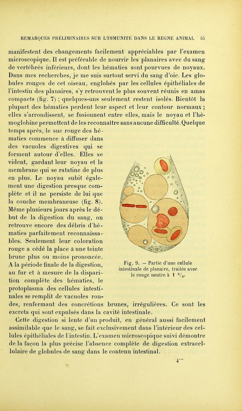 manifestent des changements facilement appréciables par l'examen microscopique. Il est préférable de nourrir les planaires avec du sang de vertébrés inférieurs, dont les hématies sont pourvues de noyaux. Dans mes recherches, je me suis surtout servi du sang d'oie. Les glo- bules rouges de cet oiseau, englobés par les cellules épiihéliales de l'intestin des planaires, s'y retrouvent le plus souvent réunis en amas compacts (fig. 7) ; quelques-uns seulement restent isolés. Bientôt la plupart des hématies perdent leur aspect et leur contour normaux ; elles s'arrondissent, se fusionnent entre elles, mais le noyau et l'hé- moglobine permettent de les reconnaître sans aucune difficulté.Quelque temps après, le suc rouge des hé- maties commence à diffuser dans des vacuoles digestives qui se forment autour d'elles. Elles se vident, gardant leur noyau et la membrane qui se ratatine de plus en plus. Le noyau subit égale- ment une digestion presque com- plète et il ne persiste de lui que la couche membraneuse (fig. 8). Même plusieurs jours après le dé- but de la digestion du sang, on retrouve encore des débris d'hé- maties parfaitement reconnaissa- bles. Seulement leur coloration rouge a cédé la place à une teinte brune plus ou moins prononcée. A la période finale de la digestion, au fur et à mesure de la dispari- tion complète des hématies, le protopiasma des cellules intesti- nales se remplit de vacuoles ron- des, renfermant des concrétions brunes, irrégulières. Ce sont les excréta qui sont expulsés dans la cavité intestinale. Cette digestion si lente d'un produit, en général aussi facilement assimilable que le sang, se fait exclusivement dans l'intérieur des cel- lules épithéliales de l'intestin. L'examen microscopique suivi démontre delà façon la plus précise l'alisence complète de digestion extracel- lulaire de globules de sang dans le contenu intestinal. 4-