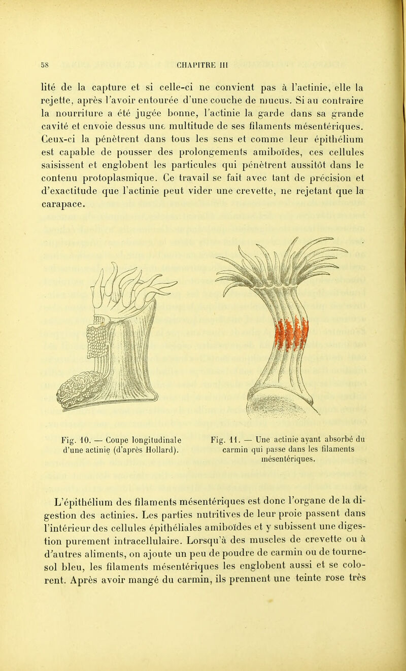 lité de la capture et si celle-ci ne convient pas à l'actinie, elle la rejette, après l'avoir entourée d'une couche de mucus. Si au contraire la nourriture a été jugée bonne, l'actinie la garde dans sa grande cavité et envoie dessus une multitude de ses filaments mésentériques. Ceux-ci la pénètrent dans tous les sens et comme leur épithélium est capable de pousser des prolongements amiboïdes, ces cellules saisissent et englobent les particules qui pénètrent aussitôt dans le contenu protoplasmique. Ce travail se fait avec tant de précision et d'exactitude que l'actinie peut vider une crevette, ne rejetant que la carapace. Fig. tO. — Coupe longitudinale Fig. H. — Une actinie ayant absorbé du d'une actinie (d'après Hollard). carmin qui passe dans les filaments mésentériques. L'épithélium des filaments mésentériques est donc l'organe delà di- gestion des actinies. Les parties nutritives de leur proie passent dans l'intérieur des cellules épithéliales amiboïdes et y subissent une diges- tion purement intracellulaire. Lorsqu'à des muscles de crevette ou à d'autres aliments, on ajoute un peu de poudre de carmin ou de tourne- sol bleu, les filaments mésentériques les englobent aussi et se colo- rent. Après avoir mangé du carmin, ils prennent une teinte rose très