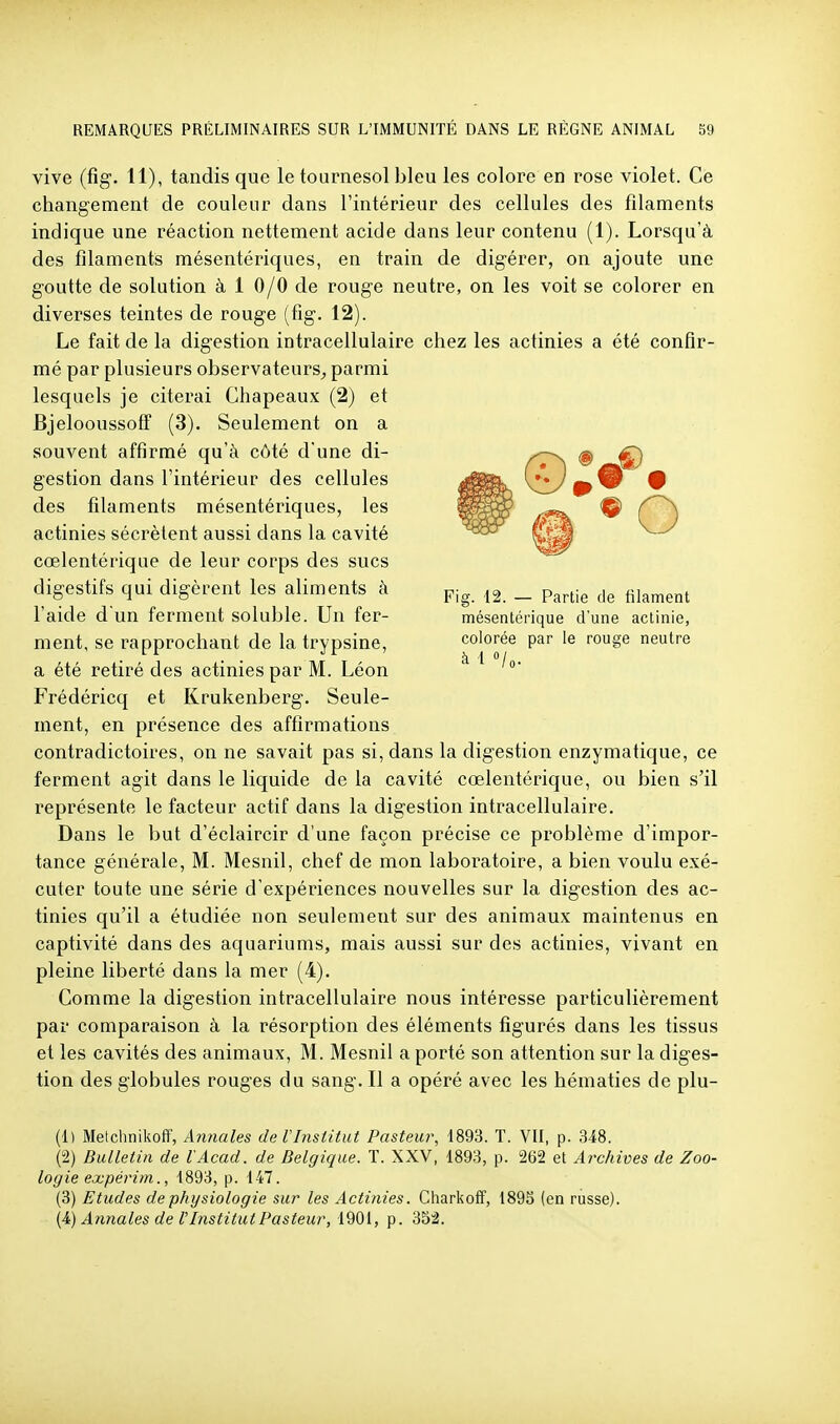 vive (fig. 11), tandis que le tournesol bleu les colore en rose violet. Ce changement de couleur dans l'intérieur des cellules des filaments indique une réaction nettement acide dans leur contenu (1). Lorsqu'à des filaments mésentériques, en train de digérer, on ajoute une goutte de solution à 1 0/0 de rouge neutre, on les voit se colorer en diverses teintes de rouge (fig. 12). Le fait de la digestion intracellulaire chez les actinies a été confir- mé par plusieurs observateurs^ parmi lesquels je citerai Chapeaux (2) et Bjelooussofl' (3). Seulement on a souvent affirmé qu'à côté d'une di- gestion dans l'intérieur des cellules des filaments mésentériques, les actinies sécrètent aussi dans la cavité cœlentérique de leur corps des sucs digestifs qui digèi^ent les aliments à p-^ _ p^^^^^ ^.j^^^^^ l'aide d'un ferment soluble. Un fer- mésentérique d'une actinie, ment, se rapprochant de la trypsine, colorée par le rouge neutre a été retiré des actinies par M. Léon ^ Frédéricq et Krukenberg. Seule- ment, en présence des affirmations contradictoires, on ne savait pas si, dans la digestion enzymatique, ce ferment agit dans le liquide de la cavité cœlentérique, ou bien s'il représente le facteur actif dans la digestion intracellulaire. Dans le but d'éclaircir d'une façon précise ce problème d'impor- tance générale, M. Mesnil, chef de mon laboratoire, a bien voulu exé- cuter toute une série d'expériences nouvelles sur la digestion des ac- tinies qu'il a étudiée non seulement sur des animaux maintenus en captivité dans des aquariums, mais aussi sur des actinies, vivant en pleine liberté dans la mer (4). Comme la digestion intracellulaire nous intéresse particulièrement par comparaison à la résorption des éléments figurés dans les tissus et les cavités des animaux, M. Mesnil a porté son attention sur la diges- tion des globules rouges du sang. Il a opéré avec les hématies de plu- (1) Metchnikoff, A?inales de VInstitut Pasteur, 1893. T. VII, p. 348. (2) Bulletin de l'Acad. de Belgique. T. XX'V, 1893, p. 262 et Archives de Zoo- logie expérim., 1893, p. 147. (3) Etudes de physiologie sur les Actinies. Charkoff, 189S (en russe). {i) Annales de l Institut Pasteur, X'à^i, p. 352.