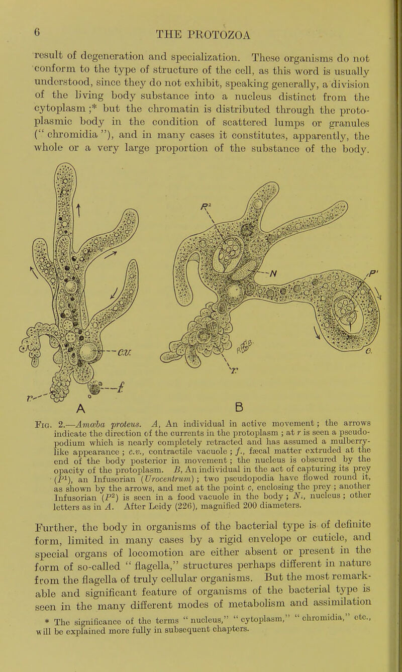 result of degeneration aiid specialization. These organisms do not conform to the type of structm-e of the cell, as this word is usually understood, since they do not exhibit, speaking generally, a division of the living body substance into a nucleus distinct from the cytoplasm ;* but the cliromatin is distributed through the proto- plasmic body in the condition of scattered lumps or granules ( clu'omidia ), and in many cases it constitutes, apparently, the whole or a very large proportion of the substance of the body. A B j'jQ. 2.—Amwha proteus. A, An individual in active movement; the arrows indicate the direction of the currents in the protoplasm ; at r is seen a pseudo- podium which is nearly completely retracted and has assumed a miilberry- like apj)earance ; c.v., contractile vacuole ; /., faecal matter extruded at the end of the body posterior in movement; the nucleus is obscured by the opacity of the protoplasm. B, An individual in the act of capturing its prey (Pi), an Infusorian {Urocentrum) ; two pseudopodia have flowed round it, as shown by the arrows, and met at the point c, enclosing the prey ; another Infusorian (P^) is seen in a food vacuole in the body ; N., nucleus ; other letters as in ^. After Leidy (226), magnified 200 diameters. Further, the body in organisms of the bacterial type is of definite form, limited in many cases by a rigid envelope or cuticle, and special organs of locomotion are either absent or present in the form of so-called  flagella, structures perhaps different in natm-e from the flagella of truly cellular organisms. But the most remark- able and significant feature of organisms of the bacterial type is seen in the many different modes of metabolism and assimilation * The significance of the terms  nucleus,  cytoplasm,  chromidia, etc., w ill be explained more fully in subsequent chapters.