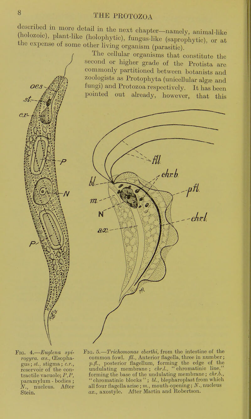 do«cribod in more detail in the next chapter-namely, animal-like holozo.c), plant-hke (holophytie), fungus-like (saprophytic), or a the expense of some other living organism (parasitic). The cellular organisms that constitute the second or higher grade of the Protista are commonly partitioned between botanists and zoologists as Protophyta (unicellular alga?, and fungi) and Protozoa respectively. It has been pointed out abeady, however, that this e.r- -N ?0i ^0^ If Fig. 4.—Ewjhna spi- rorjyra. oes., (Esopha- gus; si., stigma; c.r., reservoir of the con- tractile vacuole; P,P, ]5aramylum - bodies ; N., nucleus. After Stein. Fig. 5.—Trichomonas ehertJii, from the intestine of the common fowl, fll., Anterior flagella, throe in number; p.fl., posterior flagellum, forming the edge of the undidating membrane; chr.L,  chromatinic lino, forming the base of the undulating membrane; chr.b., chromatinic blocks  ; U., blopharoplastfrom which all four flagella arise; mouth-opening; N., nucleus ax., axostylc. After Martin and Robertson.