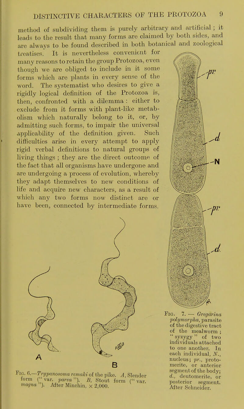 method of subdividing them is purely arbitrary and artificial; it leads to the result that many forms are claimed by both sides, and are always to be found described in both botanical and zoological treatises. It is nevertheless convenient for many reasons to retain the group Protozoa, even though Ave are obliged to include in it some forms which are plants in every sense of the word. The systematist who deskes to give a rigidly logical definition of the Protozoa is, then, confronted with a dilemma : either to exclude from it forms with plant-like metab- olism which naturally belong to it, or, by admitting such forms, to impaii- the universal applicability of the definition given. Such difficulties arise in every attempt to apply rigid verbal definitions to natural groups of livmg things ; they are the direct outcome of the fact that all organisms have undergone and are undergoing a process of evolution, whereby they adapt themselves to new conditions of life and acquire new characters, as a result of which any two forms now distinct are or have been, connected by intermediate forms. ii N B Fici. Ci.—Trypanosoma remaki of the pike. A, Slender form (var. parva). B, Stout form ( magna ). After Minchin, x 2,000. var. wm wmMmmL Fig. 7. — Gregarina polymorpha, parasite of the digestive tract of the mealworm ; . syzygy  of two individuals attached to one another. In each individual, N., nucleus; pr., proto- morite, or anterior segment of the body; d., deutomerite, or posterior segment. After Schneider.