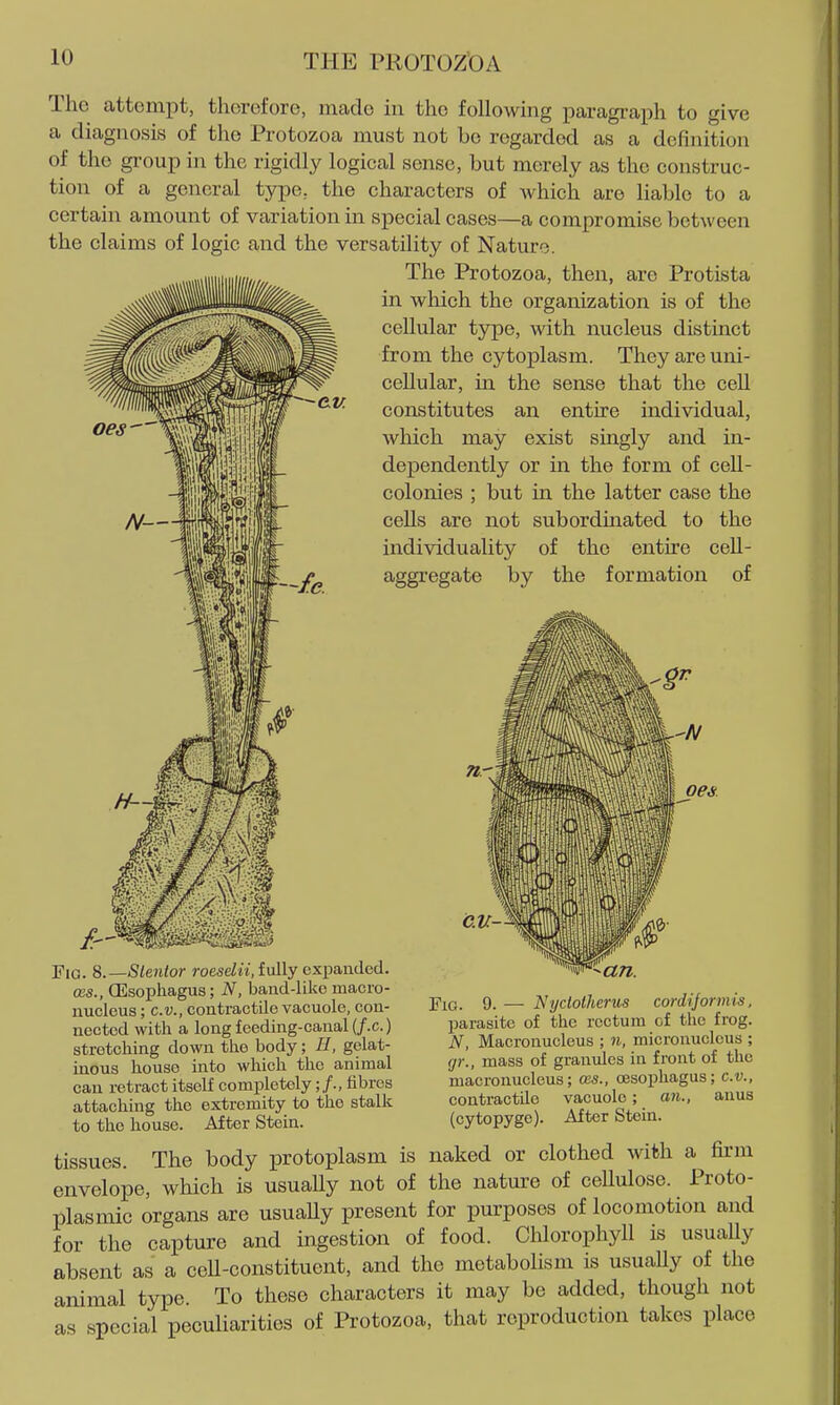 The attempt, therefore, made in the following paragraph to give a diagnosis of the Protozoa must not be regarded as a definition of the group in the rigidly logical sense, but merely as the construc- tion of a general type^ the characters of which are liable to a certain amount of variation in special cases—a compromise between the claims of logic and the versatility of Nature. The Protozoa, then, are Protista in which the organization is of the cellular type, with nucleus distinct from the cytoplasm. They are uni- cellular, in the sense that the cell constitutes an entire individual, which may exist singly and in- dependently or in the form of cell- colonies ; but in the latter case the cells are not subordinated to the individuality of the entu'e ceU- aggregate by the formation of e.v. C.V- FiG. S.—Slentor roeseZw, fully expanded. (Es., CEsophagus; N, band-like macro- nucleus ; C.V., contractile vacuole, con- nected with a long feeding-canal (/.c.) stretching down the body; H, gelat- inous house into which the animal can retract itself completely;/., fibres attaching the extremity to the stalk to the house. After Stein. an. Fig. 9. — Ntjclotherus cordijormis. parasite of the rectum of the frog. N, Macronucleus ; n, micronuclcus ; gr., mass of granules in front of the macronucleus; ces., oesophagus; c.v., contractile vacuole; an., auus (cytopygc). After Stein. tissues. The body protoplasm is naked or clothed with a fii-m envelope, which is usually not of the natm^e of cellulose. Proto- plasmic organs are usuaUy present for purposes of locomotion and for the capture and ingestion of food. Cldorophyll is usually absent as a cell-constituent, and the metabolism is usually of the animal type. To these characters it may be added, though not as special peculiarities of Protozoa, that reproduction takes place