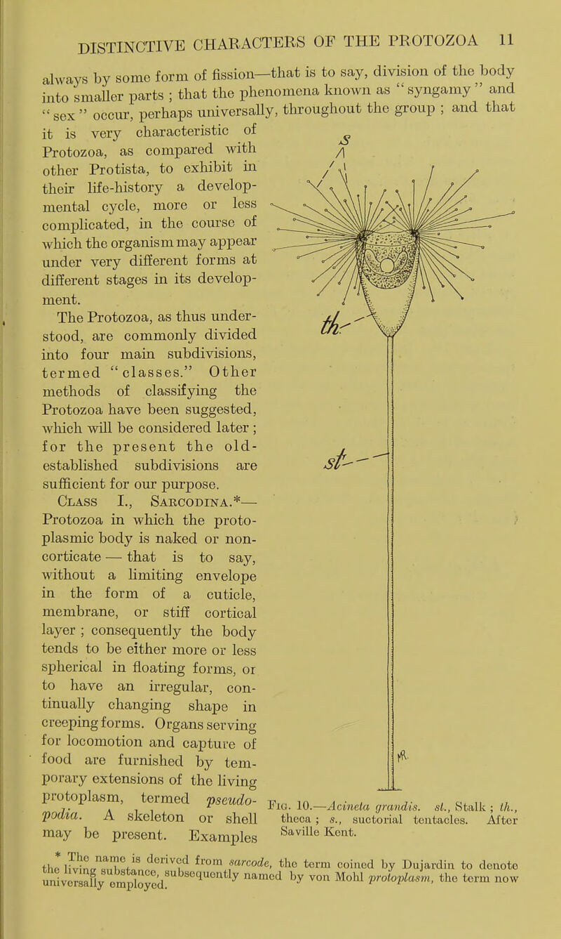 always by some form of fission—that is to say, division of the body into smaller parts ; that the phenomena known as  syngamy  and  sex  occur, perhaps universally, throughout the group ; and that it is very characteristic of Protozoa, as compared with other Protista, to exhibit in their life-history a develop- mental cycle, more or less complicated, in. the course of which the organism may appear under very different forms at different stages in its develop- ment. The Protozoa, as thus under- stood, are commonly divided into four main subdivisions, termed classes. Other methods of classifying the Protozoa have been suggested, which will be considered later ; for the present the old- established subdivisions are sufficient for our purpose. Class I., Sabcodina.*— Protozoa in which the proto- plasmic body is naked or non- corticate — that is to say, without a hmiting envelope in the form of a cuticle, membrane, or stiff cortical layer ; consequently the body tends to be either more or less spherical in floating forms, or to have an irregular, con- tinually changing shape in c reeping forms. 0 rgans serving for locomotion and capture of food are furnished by tem- porary extensions of the Uving protoplasm, termed pseudo- podia. A skeleton or shell may be present. Examples Fig. 10.—Acineta grandis. sL, Stalk ; lli., theca ; s., suctorial tentacles. After Saville Kent. The name is derived from sarcode, the tor m coined by Dujardin to denote m now