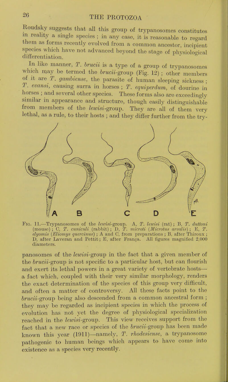 Roudsky suggests thcat all this group of trypanosomes constitutes in reality a suigle species ; in any case, it is reasonable to regard them as forms recently evolved from a common ancestor, incipient species which have not advanced beyond the stage of phvsiolo<^ical differentiation. In like manner, T. brucii is a type of a group of trypanosomes which may be termed the 6mcu-group (Fig. 12) ; other members of it are T. gamhiense, the parasite of human sleeping sickness ; T. evansi, causing surra in horses ; T. equiperdum, of dourine in horses ; and several other species. These forms also are exceedingly similar in appearance and structure, though easily distinguishable from members of the lewisi-grouip. They are all of them very lethal, as a rule, to their hosts ; and they differ further from the try- FiG. 11.—Trypanosomes of the leivisi-growp. A, T. lewisi (rat); B, T. duiloni (mouse) ; C, T. cuniculi (rabbit) ; D, T. microti {Microtus arvalis) ; E, T. elyomis (Eliomys quercinus) ; A and C, from preparations ; B, after Thiroux ; D, after Laveran and Pettit; E, after Franca. All figures magnified 2,000 diameters. panosomes of the lewisi-gron-p in the fact that a given member of the 6rMcn-group is not specific to a particular host, but can flourish and exert its lethal powers in a great variety of vertebrate hosts— a fact which, coupled with their very similar morphology, renders the exact determination of the species of this group very difficult, and often a matter of controversy. All these facts point to the irwm-group being also descended from a common ancestral form ; they may be regarded as incipient species in which the process of evolution has not yet the degi'ee of physiological speciaUzation reached in the lewisi-gron^. This view receives support from the fact that a new race or species of the &racn'-group has been made known this year (1911)—namely, T. rJiodesiense, a trypanosome pathogenic to human beings which appears to have come into existence as a species very recently.