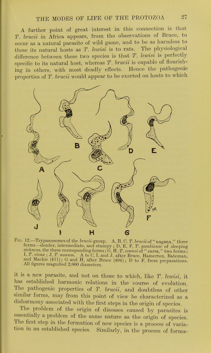 A further point of great interest in this connection is that T. hrucii in Africa appears, from the observations of Bruce, to occur as a natural parasite of Avild game, and to be as harmless to these its natural hosts as T. lewisi is to rats. The physiological difference between these two species is that T. lewisi is perfectly specific to its natural host, whereas T. hrucii is capable of flounsh- ing in others, with most deadly effects. Hence the pathogenic properties of T. hrucii would appear to be exerted on hosts to which Fro. 12.—Trypanosomes of the Irucii-gvoxcp. A, B, C, T. hrucii of  nagana, three forms—slender, intermediate, and stumpy ; D, E, F, T. gamUense oi sleeping sickness, the three corresponding forms; G, H, T. evansi of  surra, two forms; I, T. vivax ;J,T. nanum. A to C, I, and J, after Bruce, Hamerton, Batoman, and Mackie (411); G and H, after Bruce (404); D to F. from preparations. All figures magnified 2,000 diameters. it is a new parasite, and not on those to which, like T. lewisi, it has established harmonic relations in the course of evolution. The pathogenic properties of T. hrucii, and doubtless of other similar forms, may from this point of view be characterized as a disharmony associated with the first steps in the origin of species. The problem of the origin of diseases caused by parasites is essentially a problem of the same nature as the origin of species. The first step in the formation of new species is a process of varia- tion in an established species. Similarly, in the process of forma-