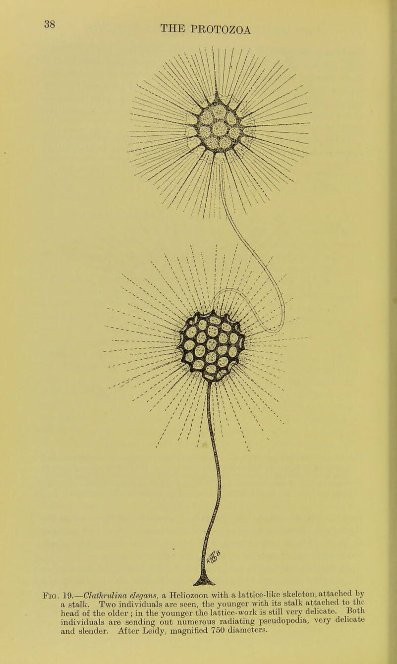 THE PROTOZOA Fig. 19.—Olathndina clegans, a Heliozoon with a lattice-liko skeleton, attaclicd by a stalk. Two individuals are seen, the younger with its stalk attached to the head of the older ; in the younger the lattice-work is still very delicate. Both individuals are sending out numerous radiating pseudopodia, very delicate and slender. After Leidy, magnified 750 diameters.