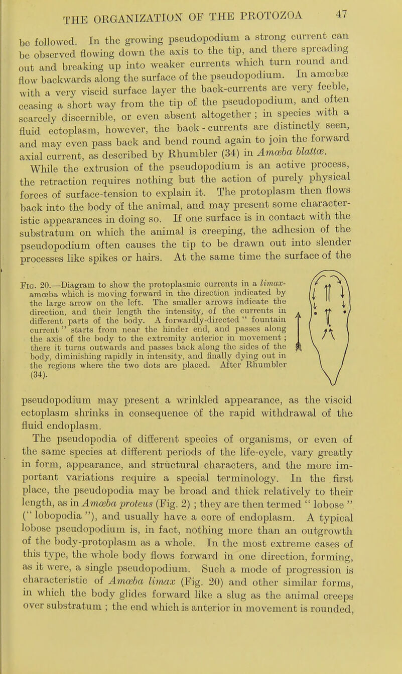 be followed. In the gi'owing pseudopodium a strong current can be observed flowing down the axis to the tip, and there sprcadnig out and breaking up into weaker currents which turn round and flow backwards along the surface of the pseudopodium. In amoebse with a very viscid surface layer the back-currents are very feeble, ceasing a short way from the tip of the pseudopodium, and often scarcely discernible, or even absent altogether ; in species with a fluid ectoplasm, however, the back - currents are distinctly seen and may even pass back and bend round again to join the forward axial current, as described by Rhumbler (34) in Amoeba blattce. While the extrusion of the pseudopodium is an active process, the retraction requires nothing but the action of purely physical forces of surface-tension to explain it. The protoplasm then flows back into the body of the animal, and may present some character- istic appearances in doing so. If one surface is in contact with the substratum on which the animal is creeping, the adhesion of the pseudopodium often causes the tip to be drawn out into slender processes like spikes or hairs. At the same time the surface of the Fig. 20.—Diagram to show the protoplasmic currents in a limax- amceba which is moving forward in the direction indicated by the large arrow on the left. The smaller arrows indicate the direction, and their length the intensity, of the currents in different parts of the body. A forwardly-directed  fountain current  starts from near the hinder end, and passes along the axis of the body to the extremity anterior in movement; there it turns outwards and passes back along the sides of the body, diminishing rapidly in intensity, and finally dying out in the regions where the two dots are placed. After Rhumbler (34). pseudopodium may present a wrinkled appearance, as the viscid ectoplasm shrinks in consequence of the rapid withdrawal of the fluid endoplasm. The pseudopodia of difierent species of organisms, or even of the same species at different periods of the life-cycle, vary greatly in form, appearance, and structural characters, and the more im- portant variations require a special terminology. In the first place, the pseudopodia may be broad and thick relatively to their length, as in Amoeba proteus (Fig. 2) ; they are then termed  lobose  ( lobopodia ), and usually have a core of endoplasm. A typical lobose pseudopodium is, in fact, nothing more than an outgrowth of the body-protoplasm as a whole. In the most extreme cases of this type, the whole body flows forward in one direction, forming, as it were, a single pseudopodium. Such a mode of progression is characteristic of AfiK^ba Umax (Fig. 20) and other similar forms, in which the body glides forward like a slug as the animal creeps over substratum ; the end which is anterior in movement is rounded