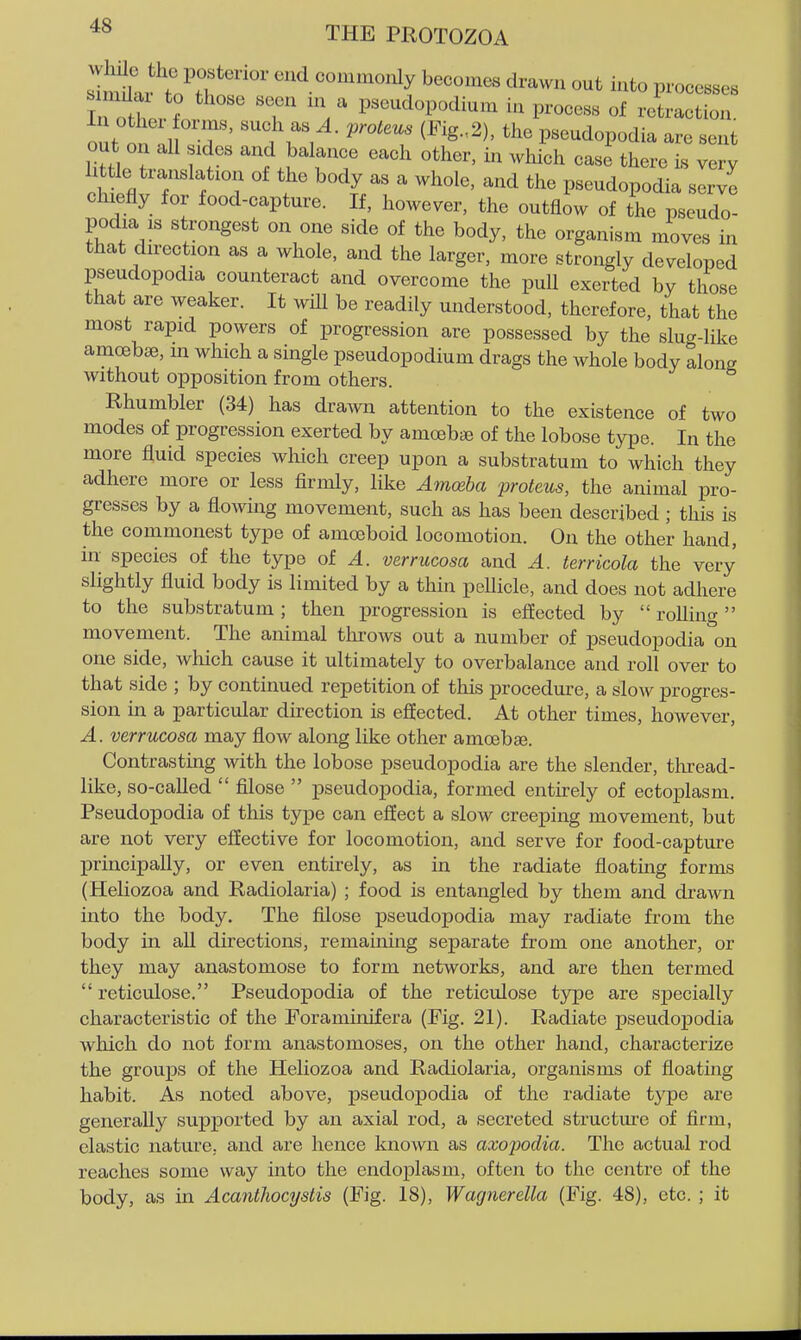sl!fulrt^ri^^ end commonly becomes drawn out into processes In othe. f . 'T 'V P^^^^^«P°dium in process of retraction. out on al .7' ''. r/- ^''^'T P^^^dopodia are sent out on all sides and balance each other, in which case there is very httle translation of the body as a whole, and the pseudopodia serve chiefly for food-capture. If, however, the outflow of the pseudo- podia is strongest on one side of the body, the organism moves in that direction as a whole, and the larger, more strongly developed pseudopodia counteract and overcome the pull exerted by those that are weaker. It wiU be readily understood, therefore, that the most rapid powers of progression are possessed by the slucr-like amoebae, m which a single pseudopodium drags the whole body along without opposition from others. Rhumbler (34) has drawn attention to the existence of two modes of progression exerted by amoebije of the lobose type. In the more fluid species which creep upon a substratum to which they adhere more or less firmly, like Amceba proteus, the animal pro- gresses by a flowing movement, such as has been described ; this is the commonest type of amoeboid locomotion. On the other hand, in species of the type of A. verrucosa and A. terricola the very slightly fluid body is limited by a thin pellicle, and does not adhere to the substratum; then progression is effected by  rolling movement. The animal throws out a number of pseudopodia on one side, which cause it ultimately to overbalance and roll over to that side ; by continued repetition of this procedure, a slow progres- sion in a particular direction is efiected. At other times, however, A. verrucosa may flow along like other amcebae. Contrasting with the lobose pseudopodia are the slender, thread- like, so-called  filose  pseudopodia, formed entirely of ectoplasm. Pseudopodia of this type can effect a slow creeping movement, but are not very effective for locomotion, and serve for food-capture principally, or even entirely, as in the radiate floatmg forms (Heliozoa and Radiolaria) ; food is entangled by them and drawn into the body. The filose pseudopodia may radiate from the body in all directions, remaining separate from one another, or they may anastomose to form networks, and are then termed  reticulose. Pseudopodia of the reticulose type are specially characteristic of the Foraminifera (Fig. 21). Radiate pseudopodia which do not form anastomoses, on the other hand, characterize the grou]DS of the Heliozoa and Radiolaria, organisms of floating habit. As noted above, pseudopodia of the radiate type are generally supported by an axial rod, a secreted structm'e of firm, elastic nature, and are hence known as axopodia. The actual rod reaches some way into the endoplasm, often to the centre of the