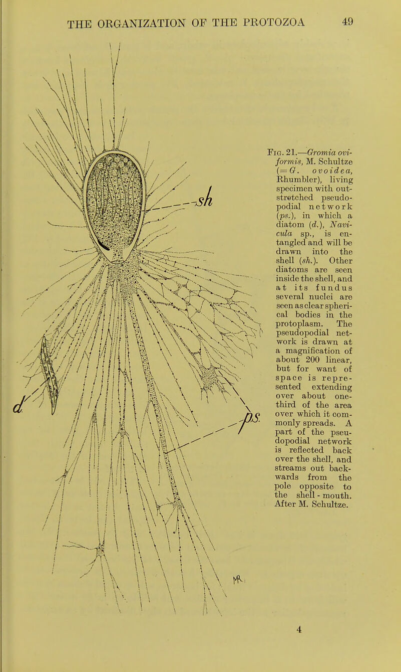 X'^'SVi. f'Ti* A'-v^.' ■ y 'M^.s#'*^.----^--C>--... Fig. 21.—Gromia ovi- formis, M. Schultze (=6, ovoidea, Rhumbler), living specimen with out- stretched pseudo- podial network (ps.), in which a diatom («!.), Navi- ctda sp., is en- tangled and will be drawn into the shell (sh.). Other diatoms are seen inside the shell, and at its fundus several nuclei are seen as clear spheri- cal bodies in the protoplasm. The pseudopodial net- work is drawn at a magnification of about 200 linear, but for want of space is repre- sented extending over about one- third of the area over which it com- monly spreads. A part of the pseu- dopodial network is reflected back over the shell, and streams out back- wards from the pole opposite to the shell - mouth. After M. Schultze. 4