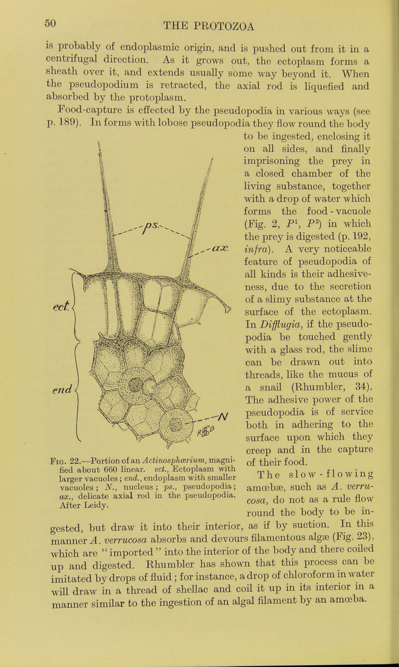is probably of endoplasmic origin, and is pushed out from it in a centrifugal direction. As it grows out, the ectoplasm forms a sheath over it, and extends usually some way beyond it. When the pseudopodium is retracted, the axial rod is liquefied and absorbed by the protoplasm. Food-capture is effected by the pseudopodia in various ways (see p. 189). In forms with lobose pseudopodia they flow round the body to be ingested, enclosing it on all sides, and finally imprisoning the prey in a closed chamber of the living substance, together with a drop of water which forms the food - vacuole (Fig. 2, P\ P^) in which the prey is digested (p. 192, infra). A very noticeable feature of pseudopodia of all kinds is their adhesive- ness, due to the secretion of a slimy substance at the surface of the ectoplasm. In DiffLugia, if the pseudo- podia be touched gently with a glass rod, the slime can be dra-wn out into threads, like the mucus of a snail (Rhumbler, 34). The adhesive power of the pseudopodia is of service both in adhering to the surface upon which they creep and in the capture of their food. The slow-flowing amoebae, such as A. verru- cosa, do not as a rule flow round the body to be in- gested, but draw it into their interior, as if by suction. In this manner^, verrucosa absorbs and devours filamentous algae (Fig. 23), which are  imported  into the interior of the body and there coiled up and digested. Rhumbler has shown that this process can be imitated by drops of fluid; for instance, a drop of chloroform m water will draw in a thread of sheUac and coil it up in its interior m a manner similar to the ingestion of an algal filament by an amoeba. Fig. 22.—Portion of an Actinosphcerium, magni- fied about 660 linear, ect., Ectoplasm with larger vacuoles; end., endoplasm with smaller vacuoles; N., nucleus; ps., pseudopodia; ax., delicate axial rod in the pseudopodia. After Leidy.