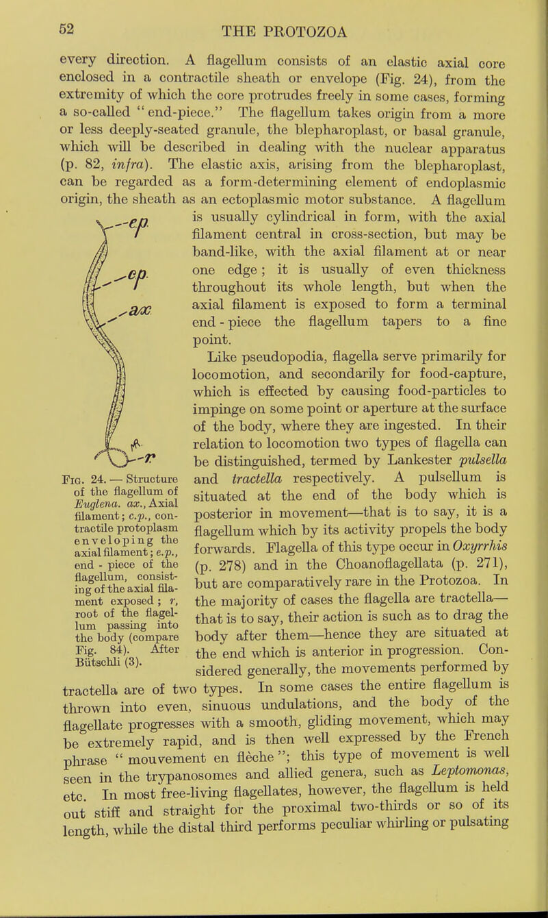 a/x every direction. A flagellum consists of an elastic axial core enclosed in a contractile sheath or envelope (Pig. 24), from the extremity of which the core protrudes freely in some cases, forming a so-called  end-piece. The flagellum takes origin from a more or less deeply-seated granule, the blepharoplast, or basal granule, which wiU be described in dealing with the nuclear apparatus (p. 82, infra). The elastic axis, arising from the blepharoplast, can be regarded as a form-determining element of endoplasmic origin, the sheath as an ectoplasmic motor substance. A flagellum is usually cylindrical in form, with the axial filament central in cross-section, but may be band-like, with the axial filament at or near one edge; it is usually of even thicloiess throughout its whole length, but when the axial filament is exposed to form a terminal end - piece the flagellum tapers to a fine point. Like pseudopodia, flagella serve primarily for locomotion, and secondarily for food-capture, which is effected by causing food-particles to impinge on some point or aperture at the surface of the body, where they are ingested. In their relation to locomotion two types of flagella can be distinguished, termed by Lankester pulsella and tractella respectively. A pulsellum is situated at the end of the body which is posterior in movement—that is to say, it is a flagellum which by its activity propels the body forwards. Flagella of this type occ\xr in OxyrrJiis (p. 278) and m the Choanoflagellata (p. 271), but are comparatively rare in the Protozoa. In the majority of cases the flagella are tractella— that is to say, their action is such as to drag the body after them—hence they are situated at the end which is anterior in progression. Con- sidered generally, the movements performed by tracteUa are of two types. In some cases the entire flageUum is thi-own into even, sinuous undulations, and the body of the flagellate progresses with a smooth, gliding movement, which may be extremely rapid, and is then weU expressed by the French phrase  mouvement en fleche ; this type of movement is well seen in the trypanosomes and aUied genera, such as Leptomonas, etc In most free-living flageUates, however, the flagellum is held out stiff and straight for the proximal two-thirds or so of its length while the distal third performs peculiar whu-ling or pulsating Fig. 24. — Structure of the flagellum of Euglena. aa;., Axial filament; c.p., con- tractile protoplasm enveloping the axial filament; e.p., end - piece of the flagellum, consist- ing of the axial fila- ment exposed ; r, root of the flagel- lum passing into the body (compare Fig. 84). After Biitschli (3).